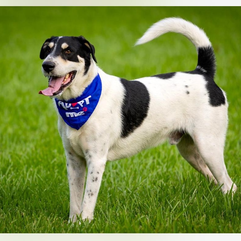 Shane, a Adoptable mixed breed in Jay, NY image 2/3