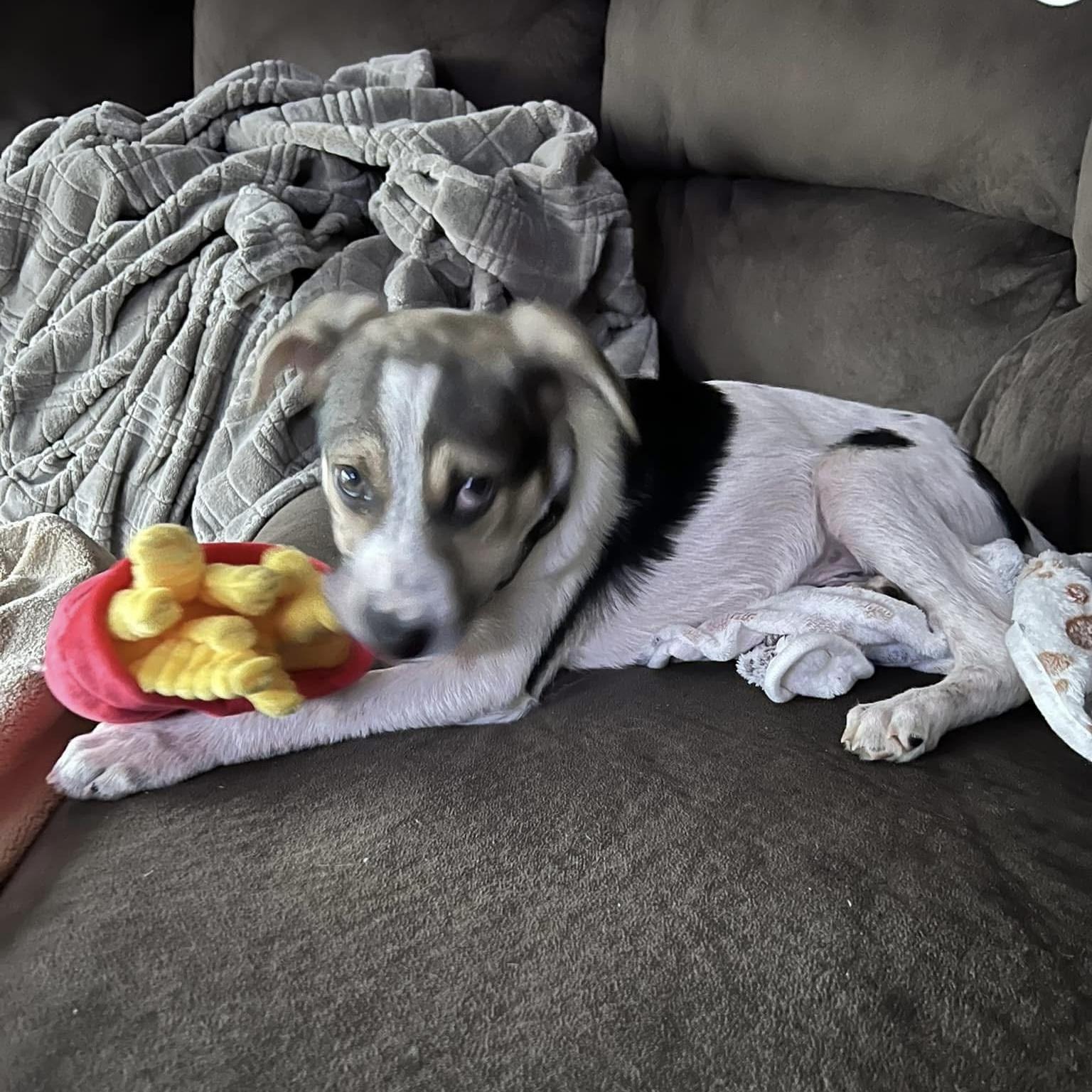 Jeter, an adoptable mixed breed in Pittstown, NJ image 5/5