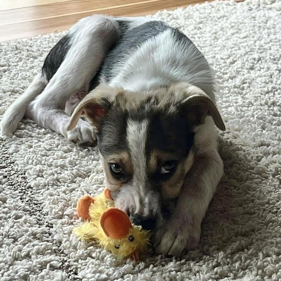 Jeter, an adoptable mixed breed in Pittstown, NJ image 4/5