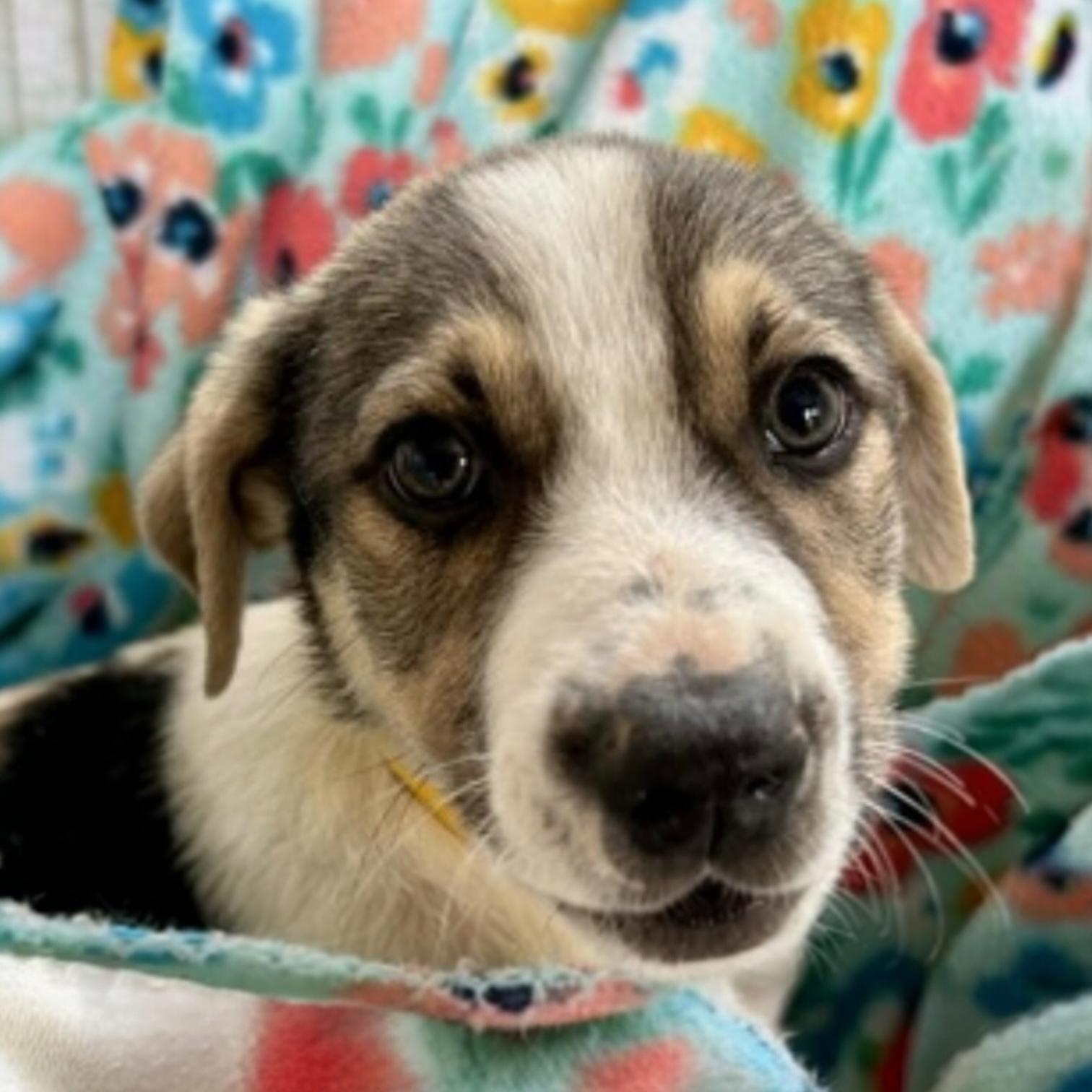 Jeter, an adoptable mixed breed in Pittstown, NJ image 1/5