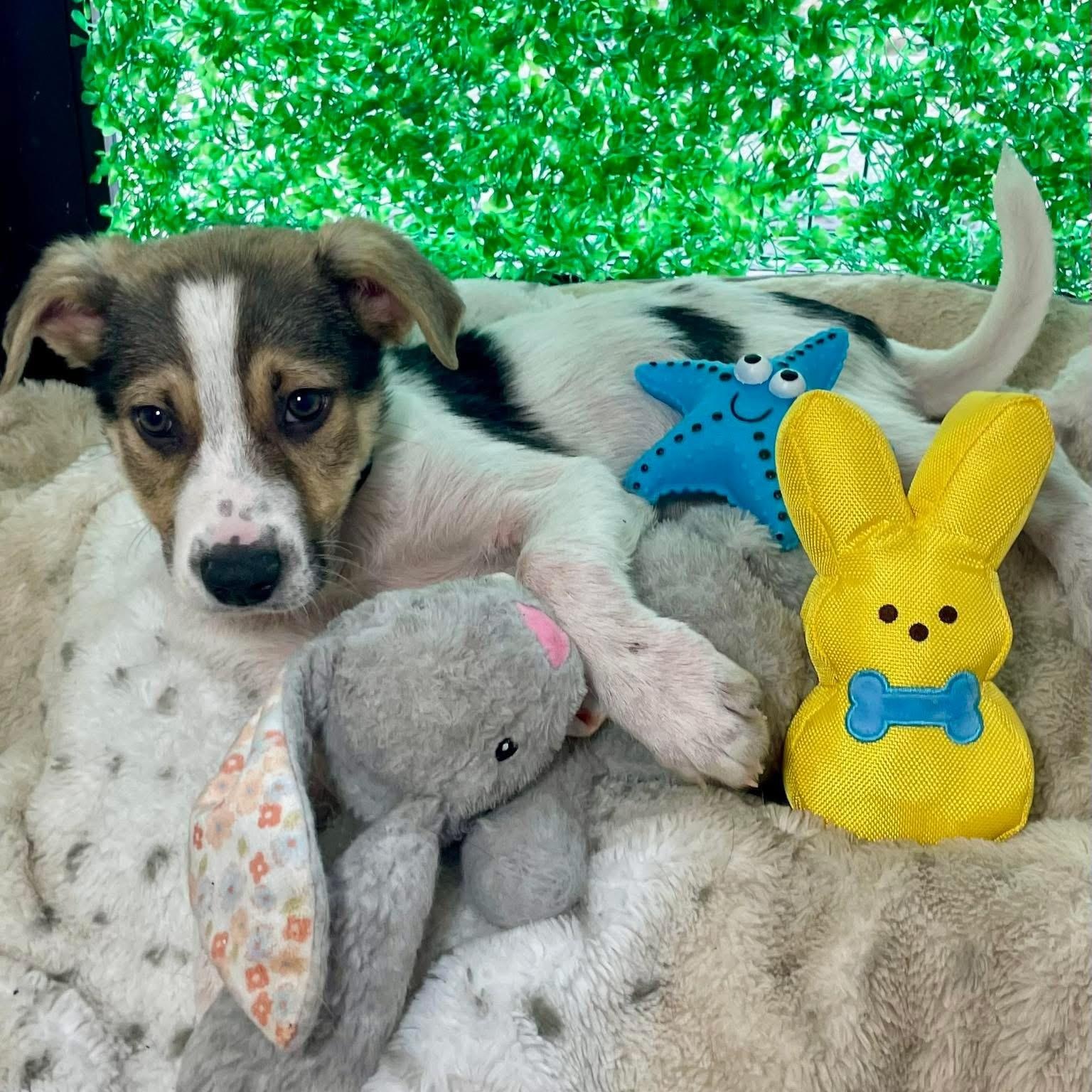 Jeter, an adoptable mixed breed in Pittstown, NJ image 2/5