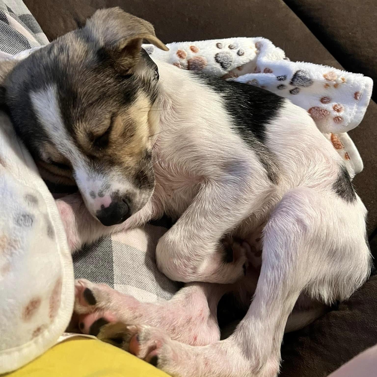 Jeter, an adoptable mixed breed in Pittstown, NJ image 3/5