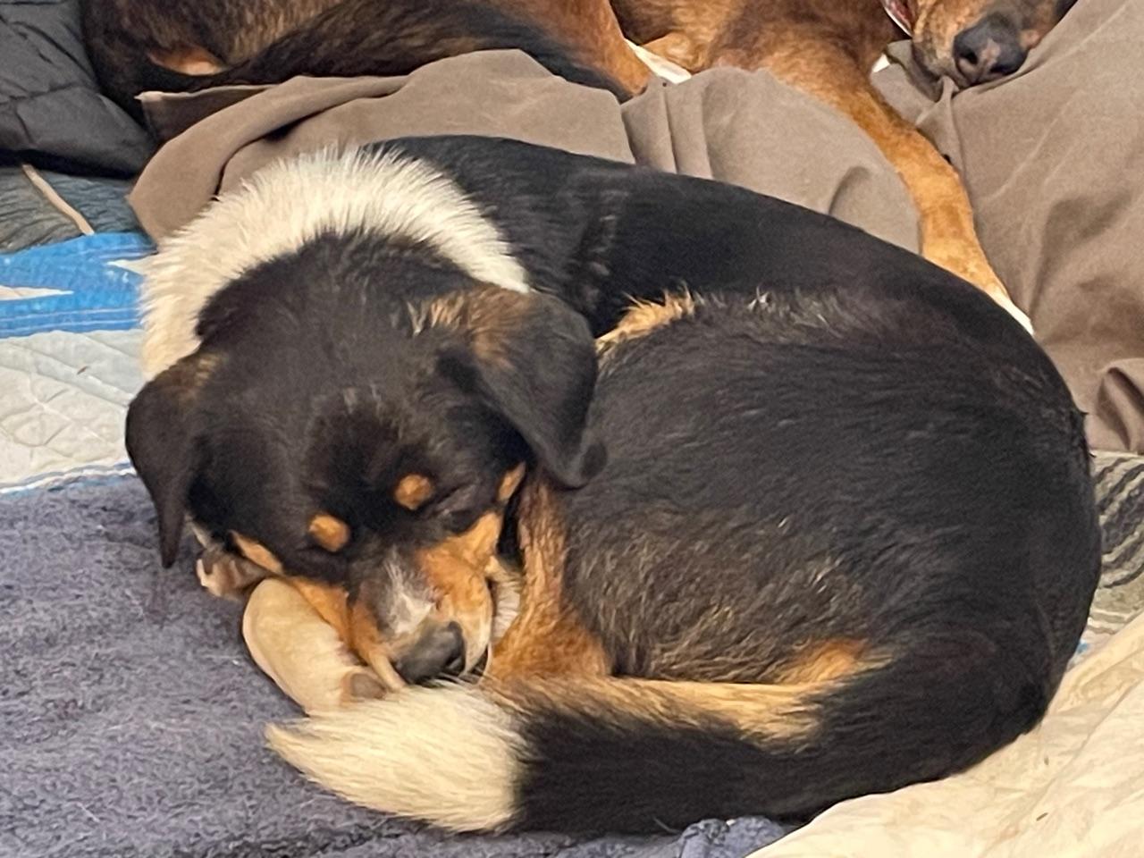 Nicolage, a Adoptable mixed breed in Grand Junction, CO image 2/3
