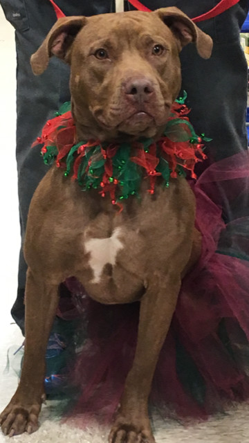 Autumn, a Adoptable mixed breed in Tulsa, OK image 1/6