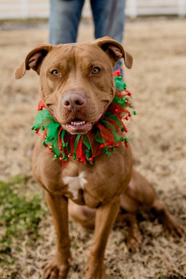 Autumn, a Adoptable mixed breed in Tulsa, OK image 2/6