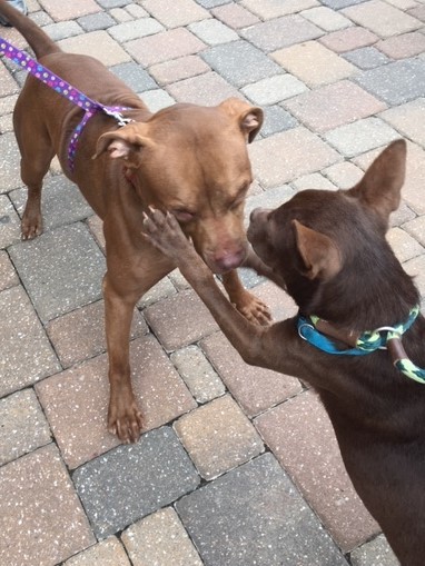 Autumn, a Adoptable mixed breed in Tulsa, OK image 3/6