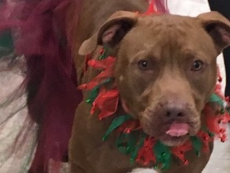 Autumn, Adoptable, Young Female Staffordshire Bull Terrier & Mixed Breed.