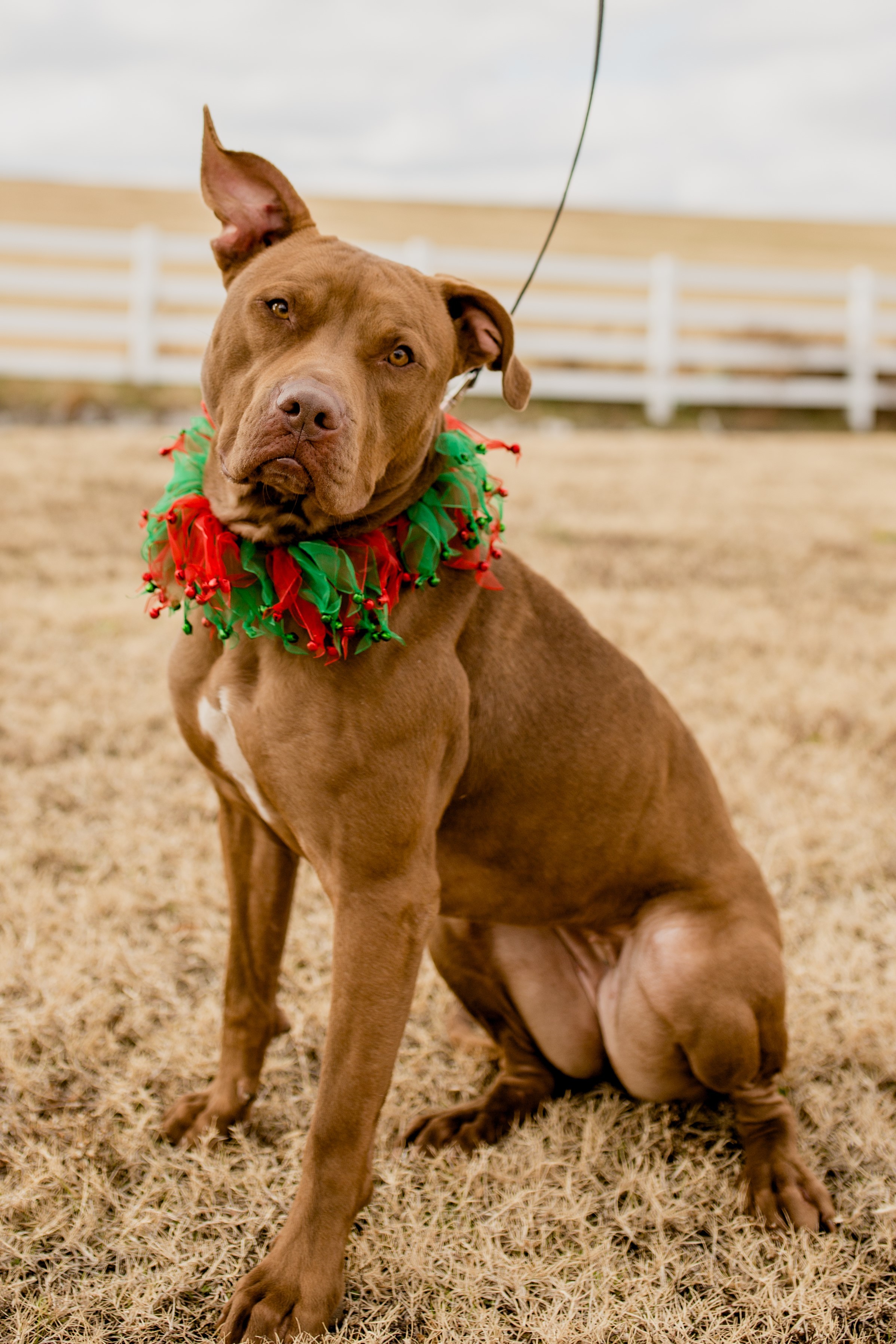 Autumn, a Adoptable mixed breed in Tulsa, OK image 6/6