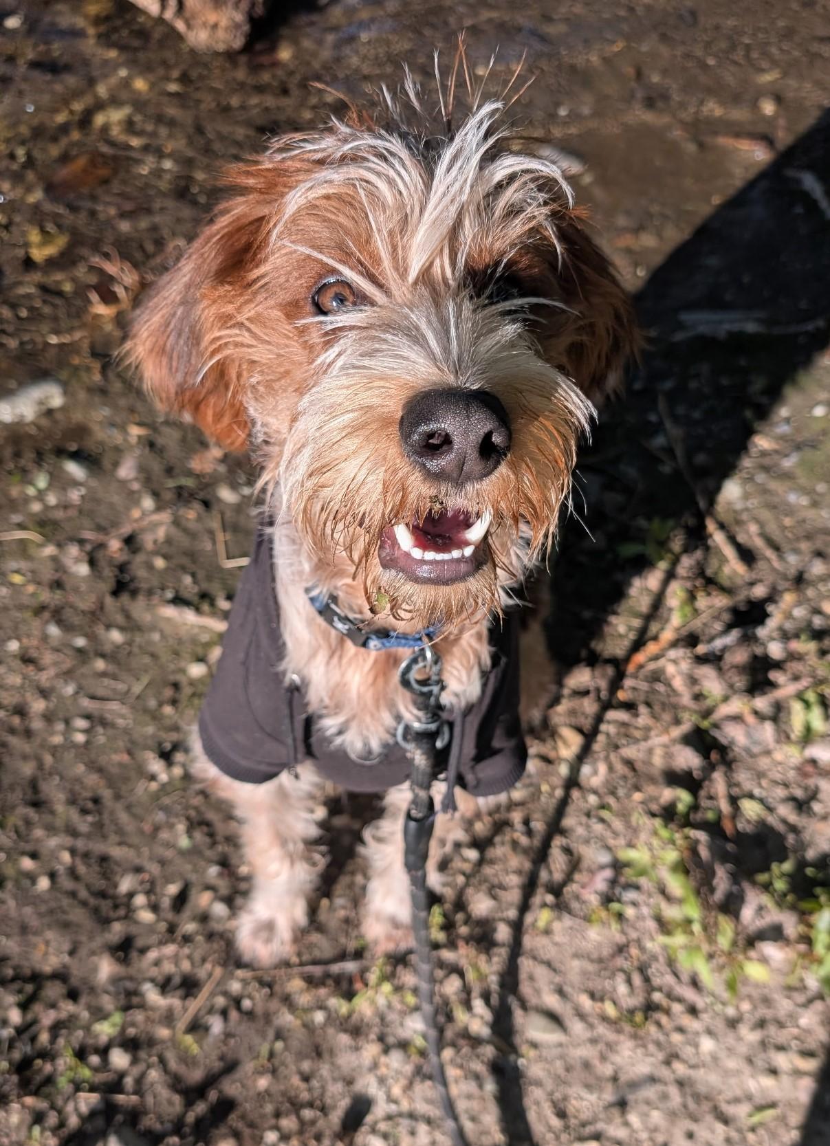 Smores - DO NOT Contact the Shelter - Courtesy Listing - Contact Info. in Bio, an adopted mixed breed in Butte, MT image 2/4