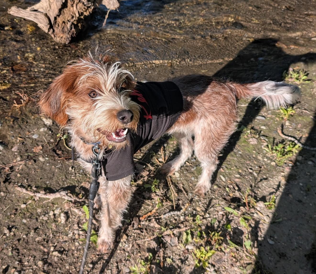 Smores - DO NOT Contact the Shelter - Courtesy Listing - Contact Info. in Bio, adopted, Young Male Terrier.