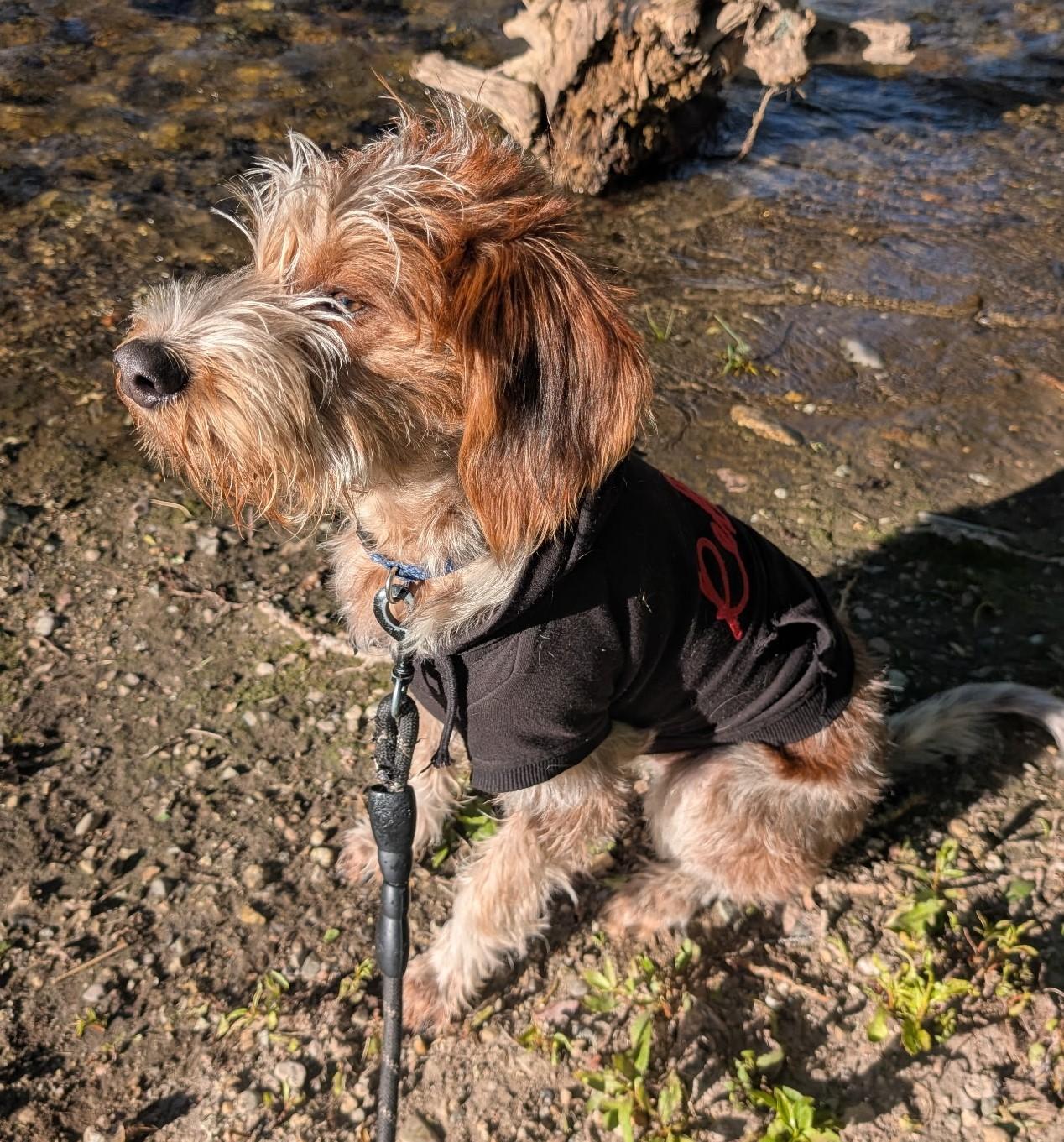 Smores - DO NOT Contact the Shelter - Courtesy Listing - Contact Info. in Bio, an adopted mixed breed in Butte, MT image 3/4