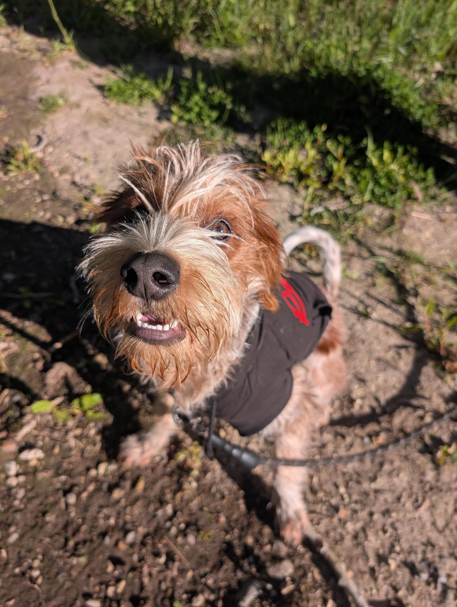 Smores - DO NOT Contact the Shelter - Courtesy Listing - Contact Info. in Bio, an adopted mixed breed in Butte, MT image 4/4