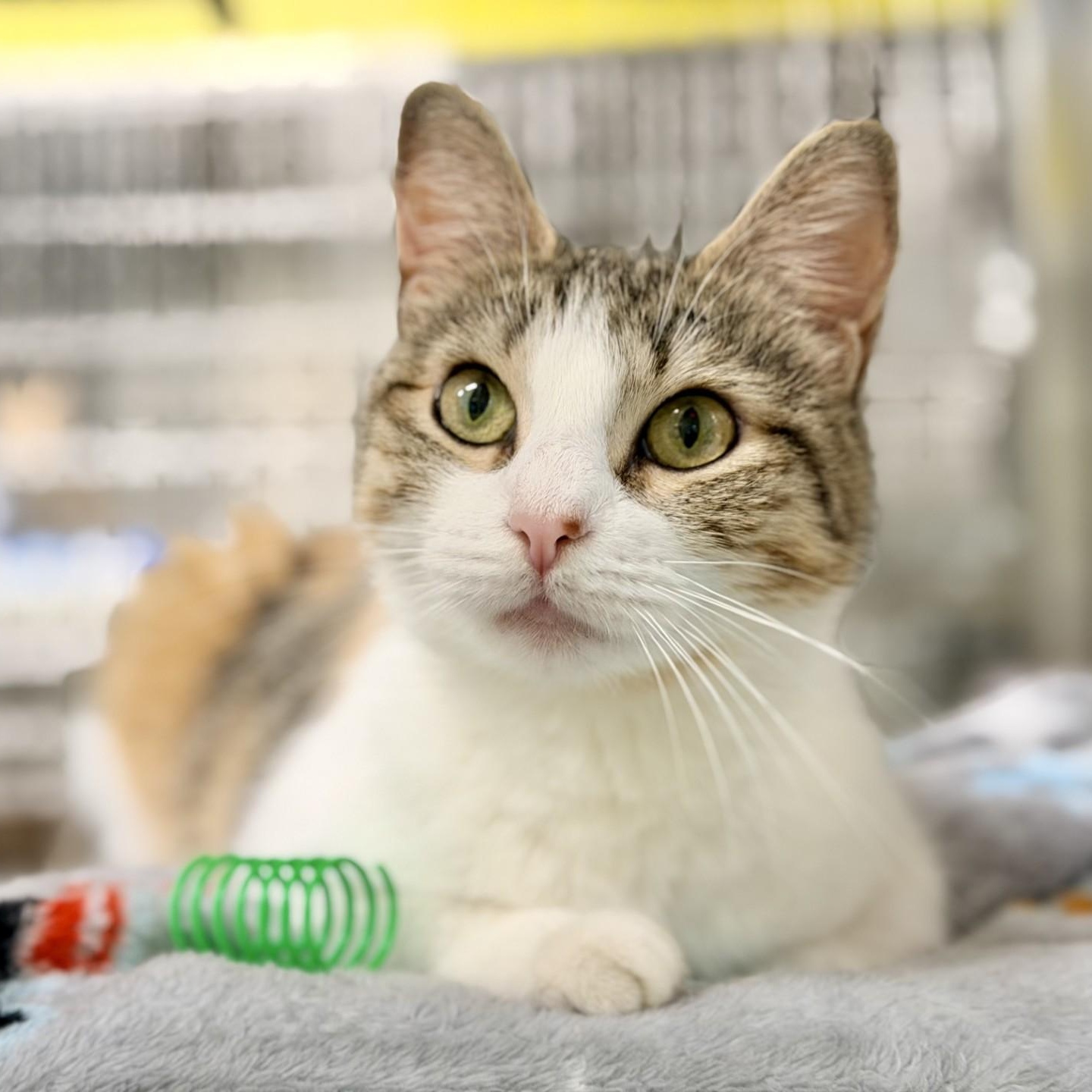 Mee Chew, a ADOPTABLE Domestic Short Hair in Jackson, NJ image 3/4