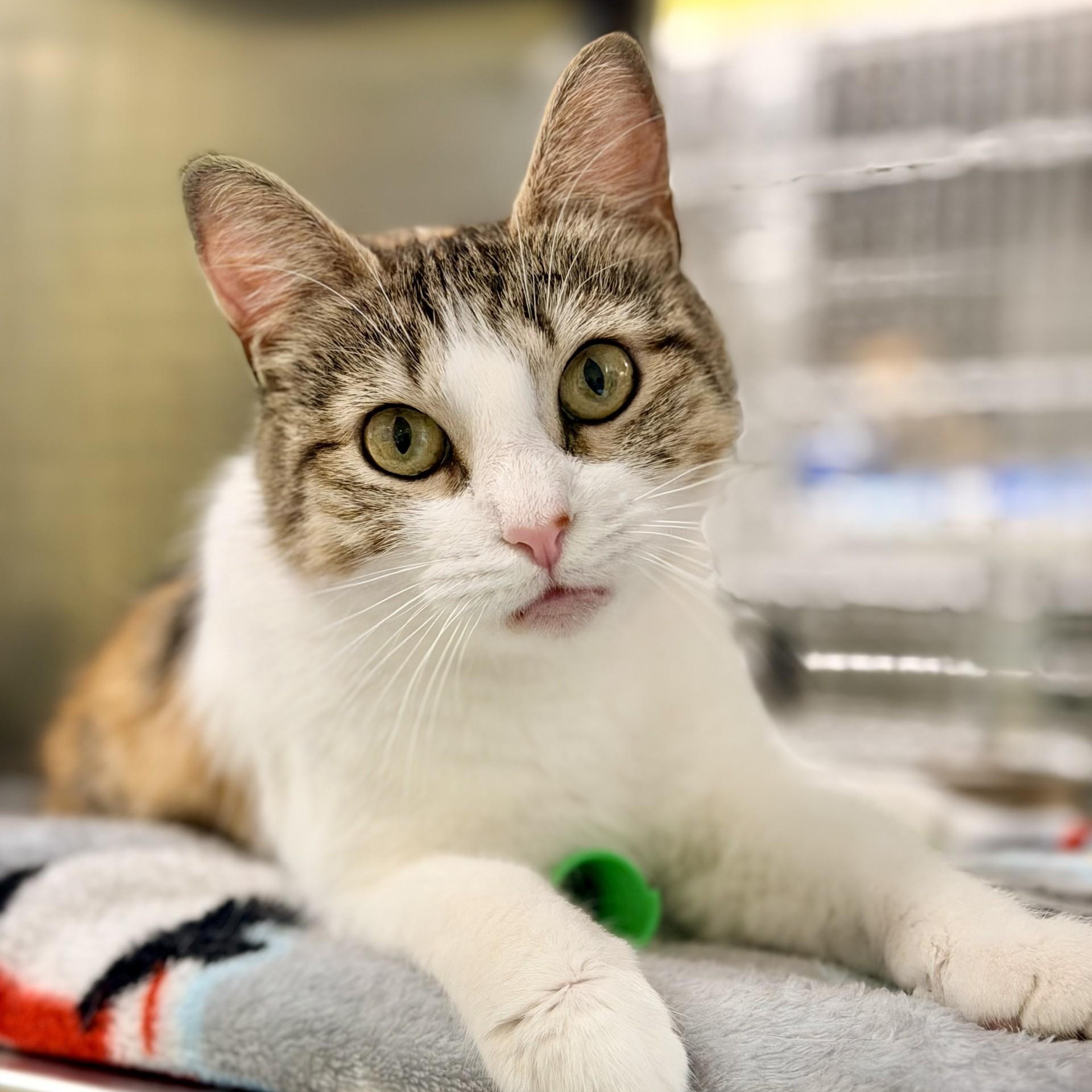 Mee Chew, a ADOPTABLE Domestic Short Hair in Jackson, NJ image 1/4