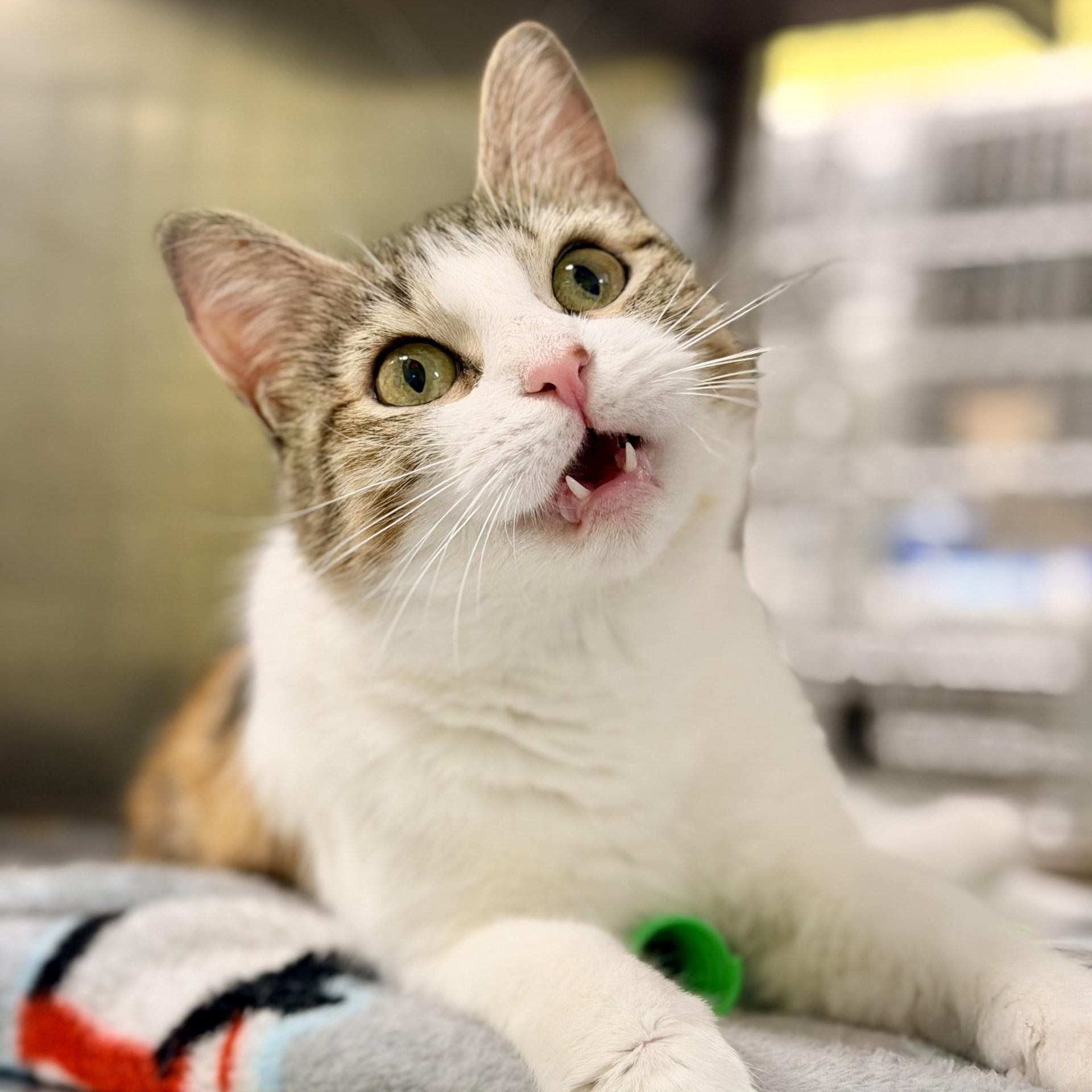 Mee Chew, a ADOPTABLE Domestic Short Hair in Jackson, NJ image 2/4