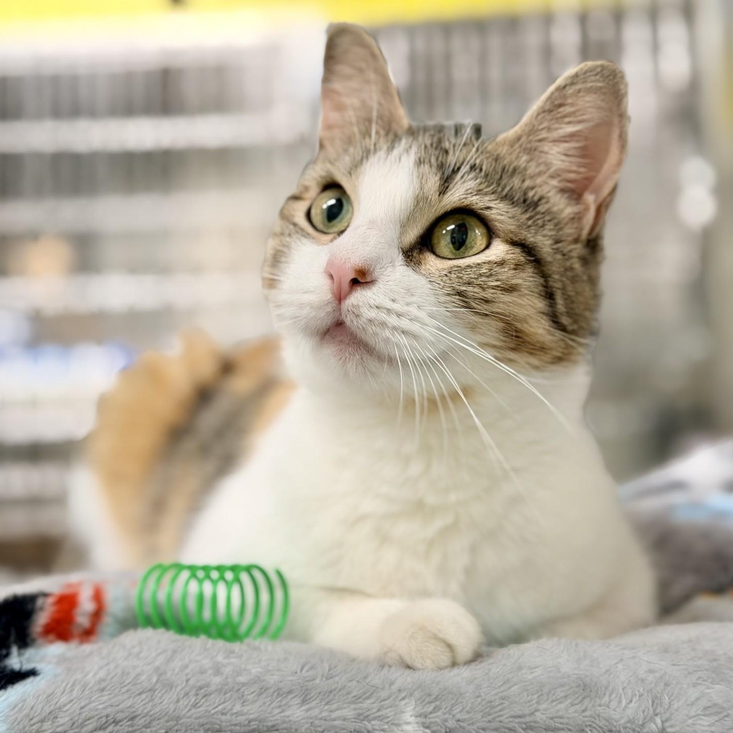 Mee Chew, a ADOPTABLE Domestic Short Hair in Jackson, NJ image 4/4
