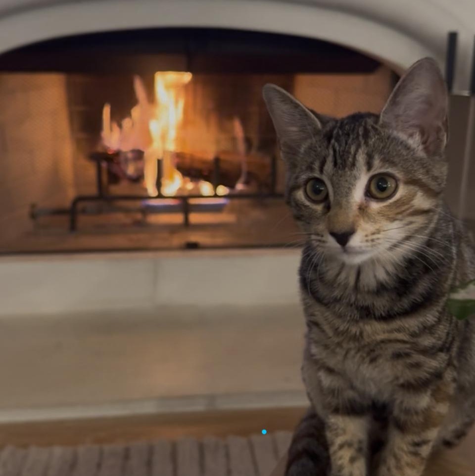 Enlarge Toni, a Adoptable Domestic Short Hair in Beaufort, SC image 4/6