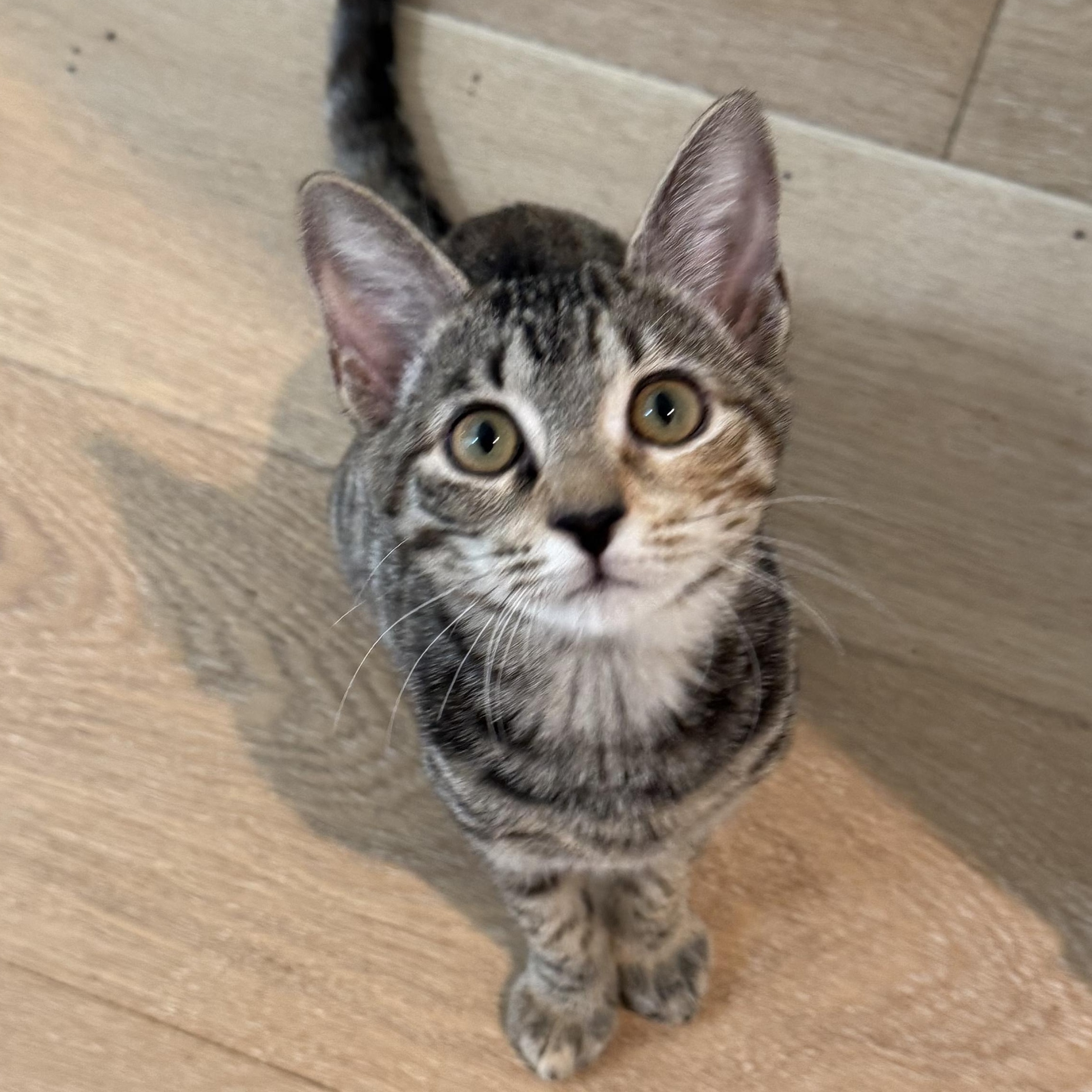 Toni, Adoptable, Kitten Female Domestic Short Hair.