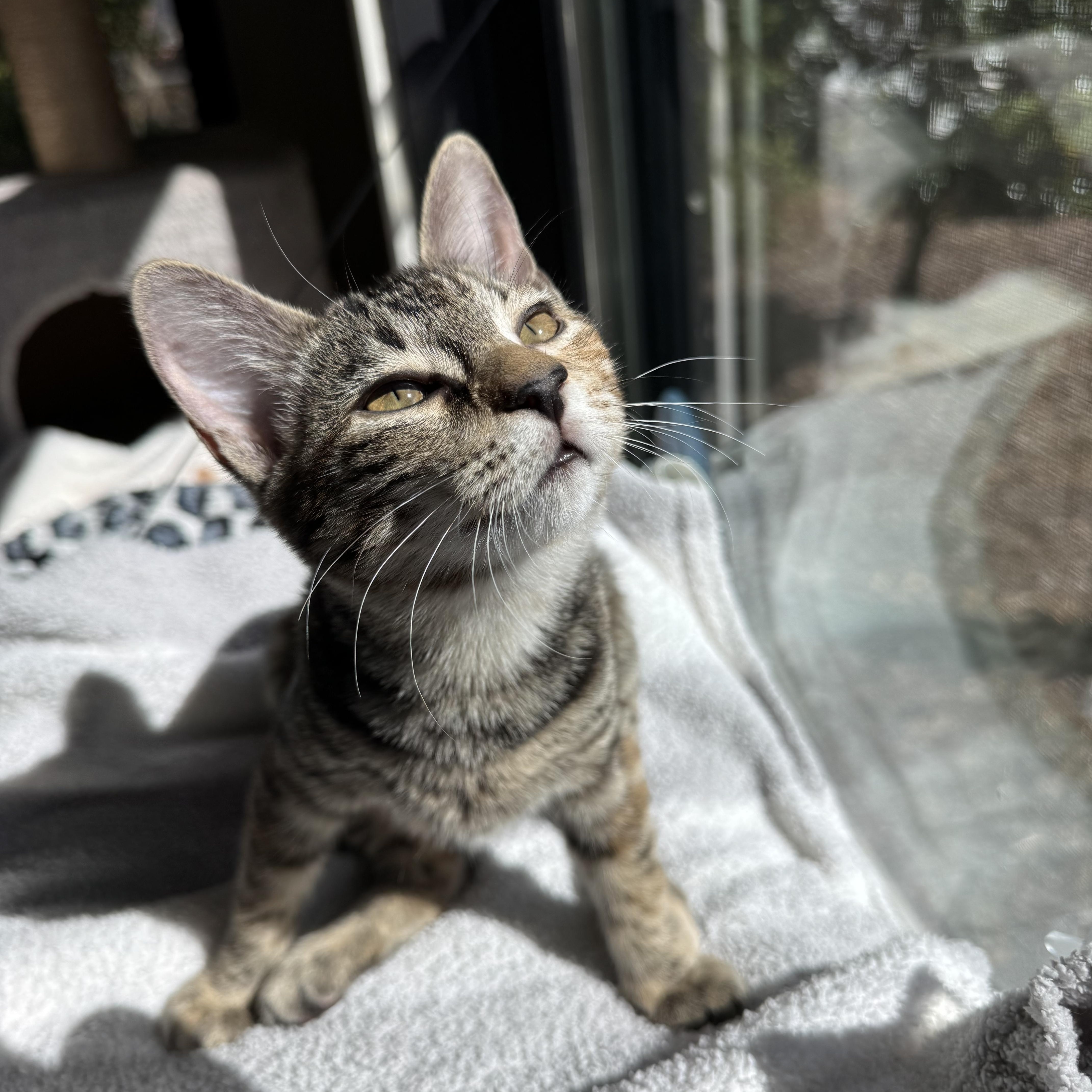 Enlarge Toni, a Adoptable Domestic Short Hair in Beaufort, SC image 2/6