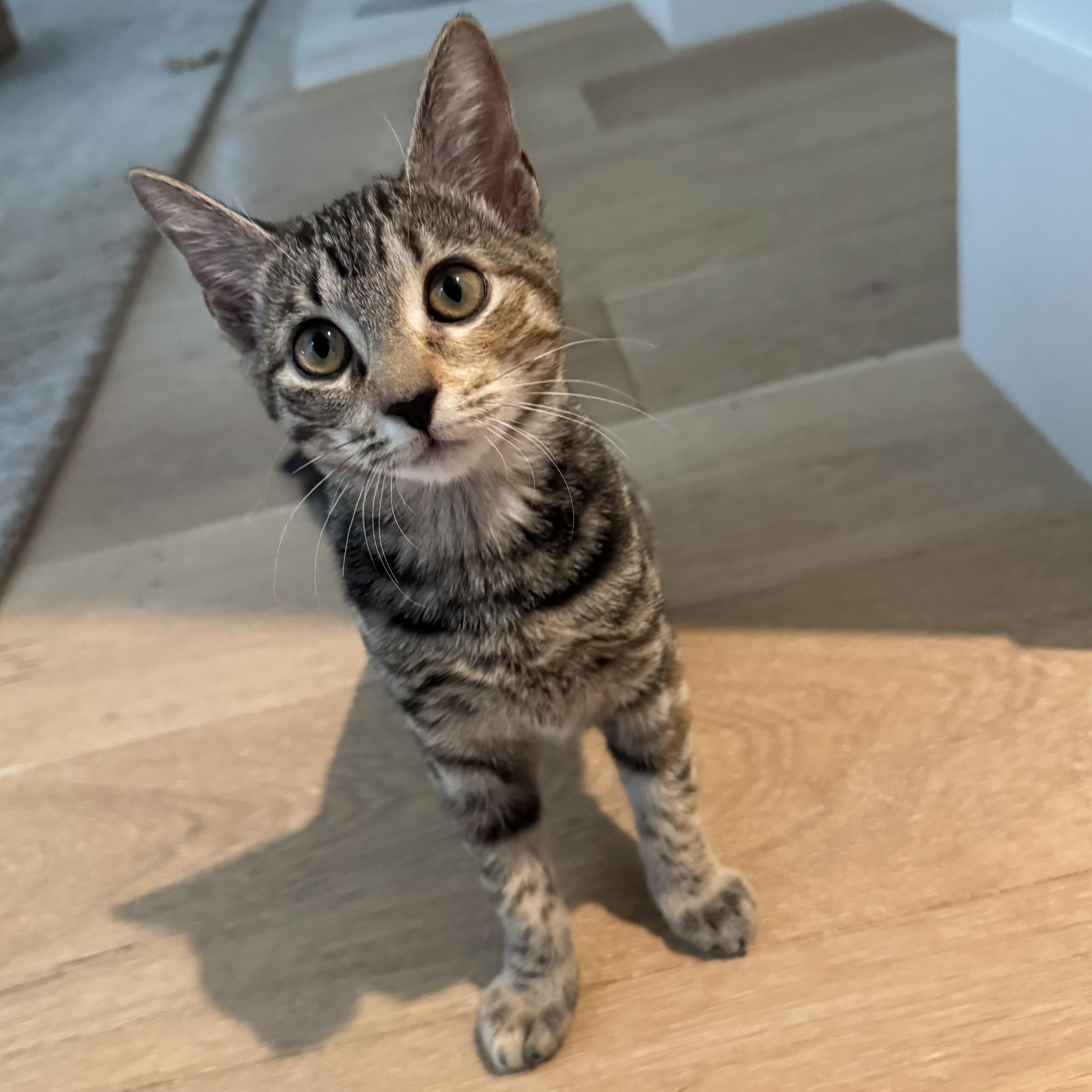 Enlarge Toni, a Adoptable Domestic Short Hair in Beaufort, SC image 3/6