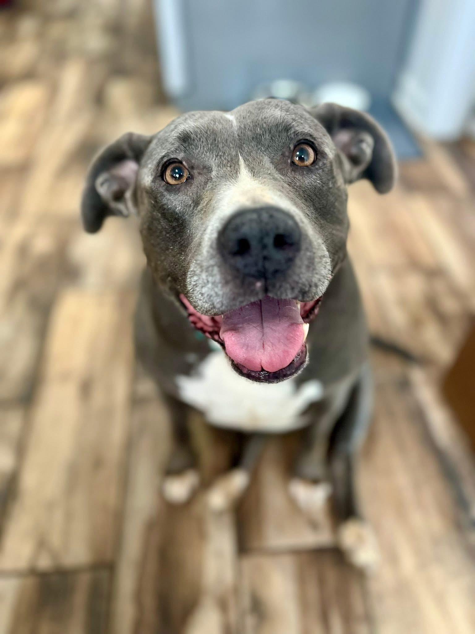 Envy, a Adopted mixed breed in Kalamazoo, MI image 3/6