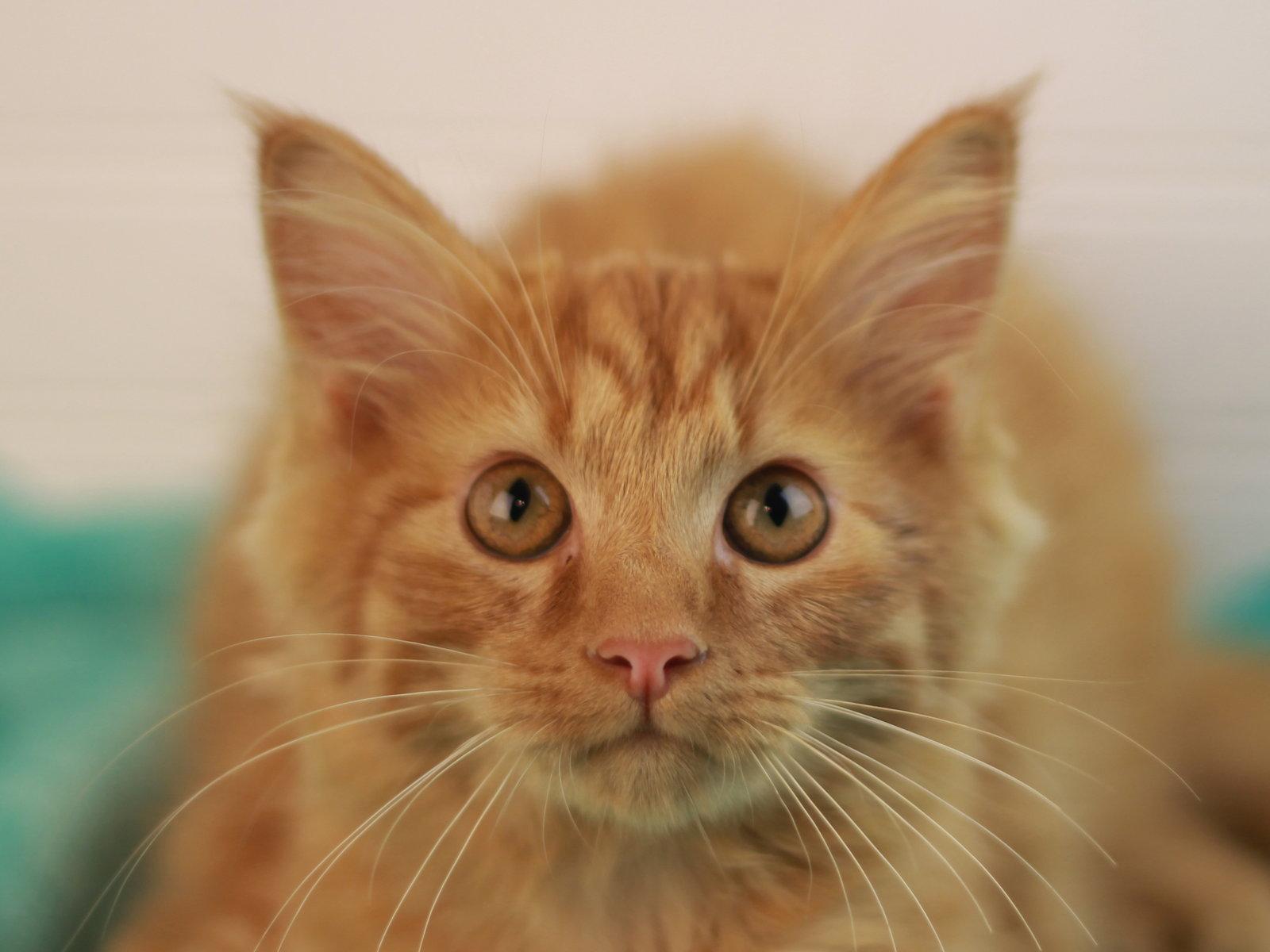 Enlarge Pumpkin, a Adoptable mixed breed in Cookeville, TN image 2/3