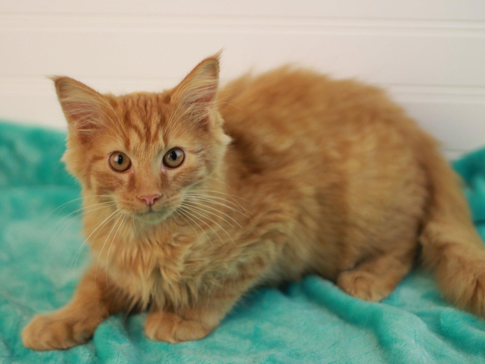 Enlarge Pumpkin, a Adoptable mixed breed in Cookeville, TN image 3/3