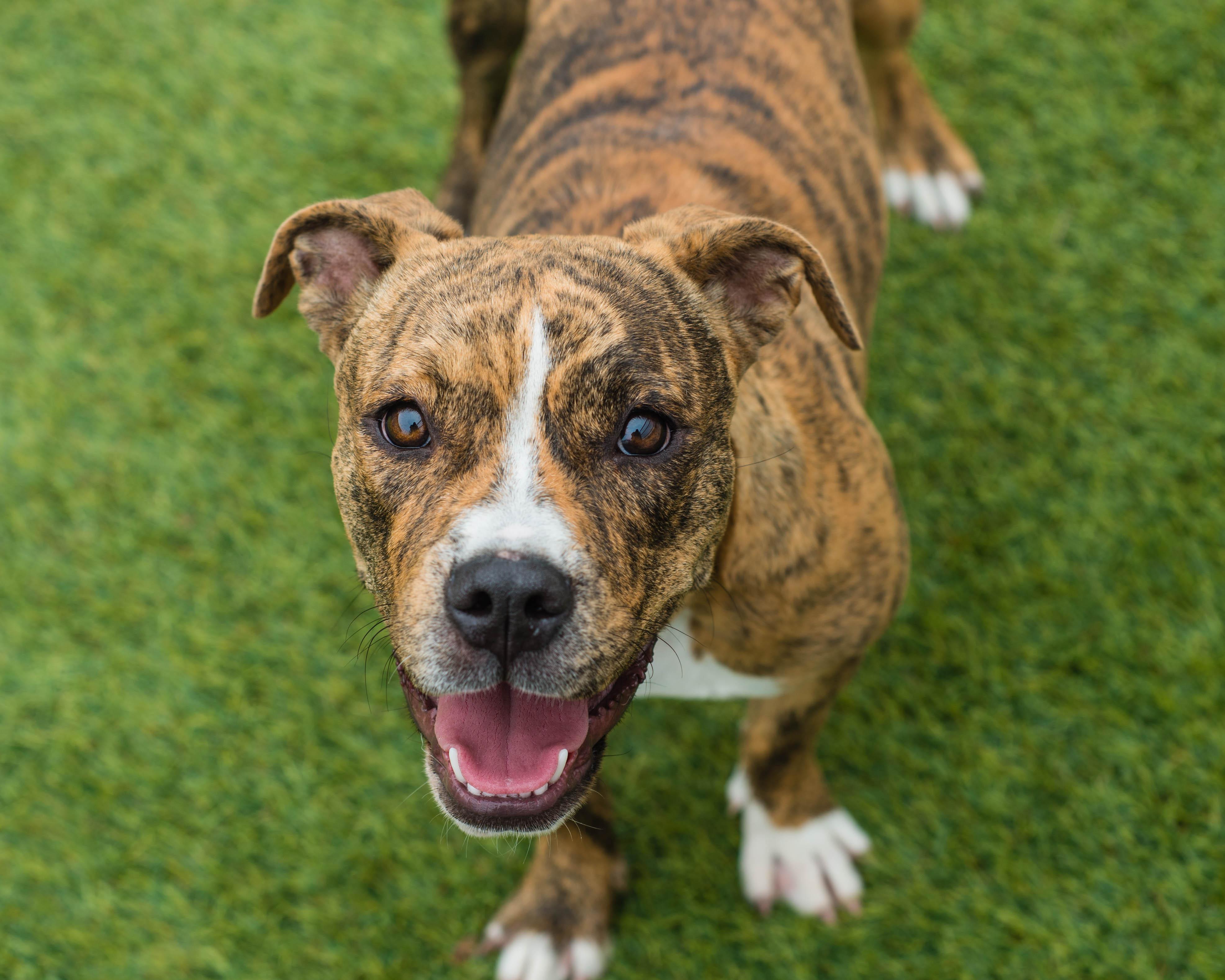 Gnarlie, ADOPTABLE, Young Female American Bulldog.