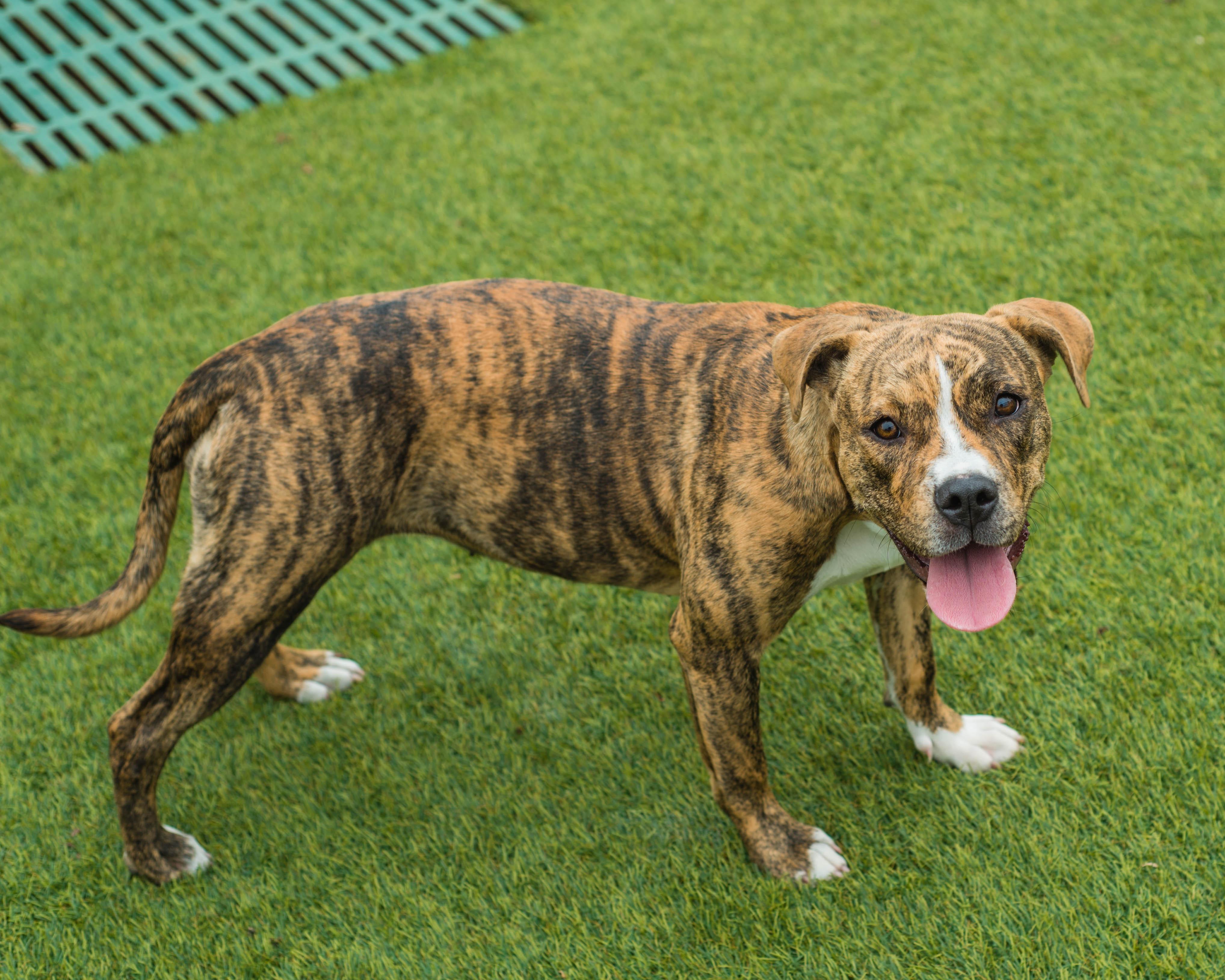 Enlarge Gnarlie, a ADOPTABLE mixed breed in Mont Belvieu, TX image 2/3