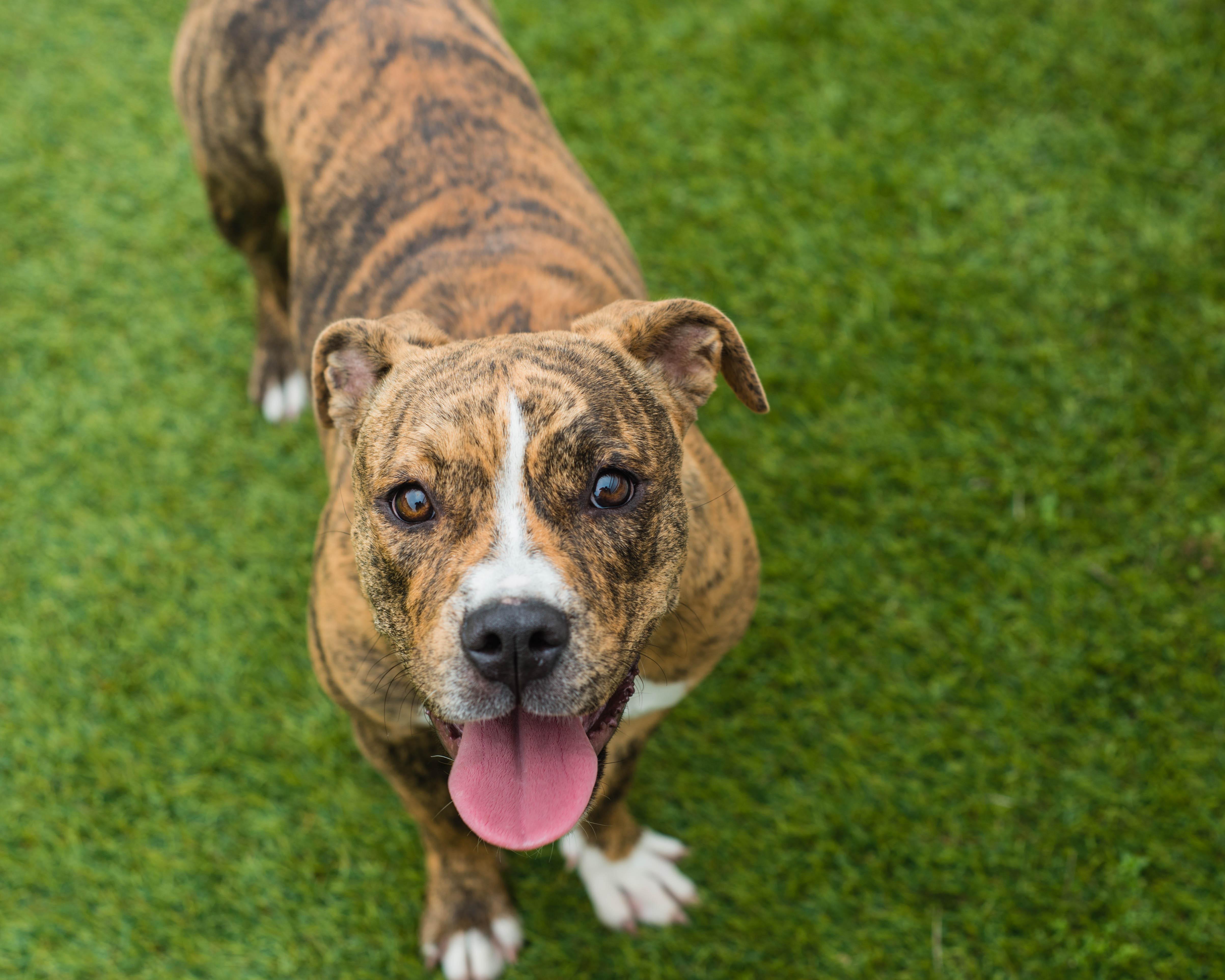 Enlarge Gnarlie, a ADOPTABLE mixed breed in Mont Belvieu, TX image 3/3
