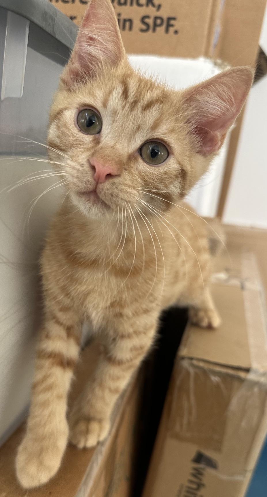 Toffee, a Adoptable mixed breed in Carlsbad, CA image 2/5