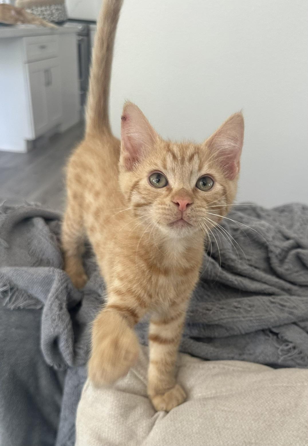 Toffee, a Adoptable mixed breed in Carlsbad, CA image 5/5