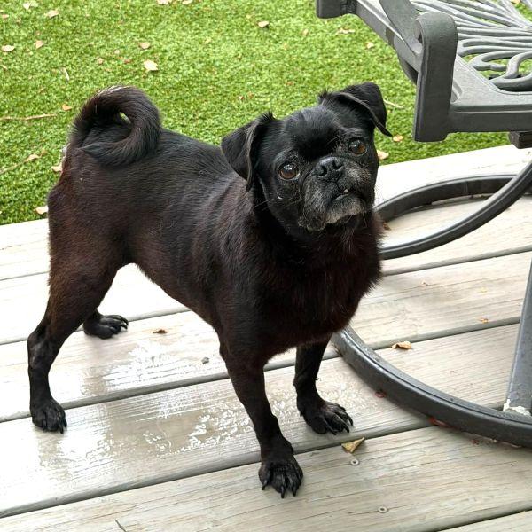 Poppyseed, adopted, Young Female Pug.
