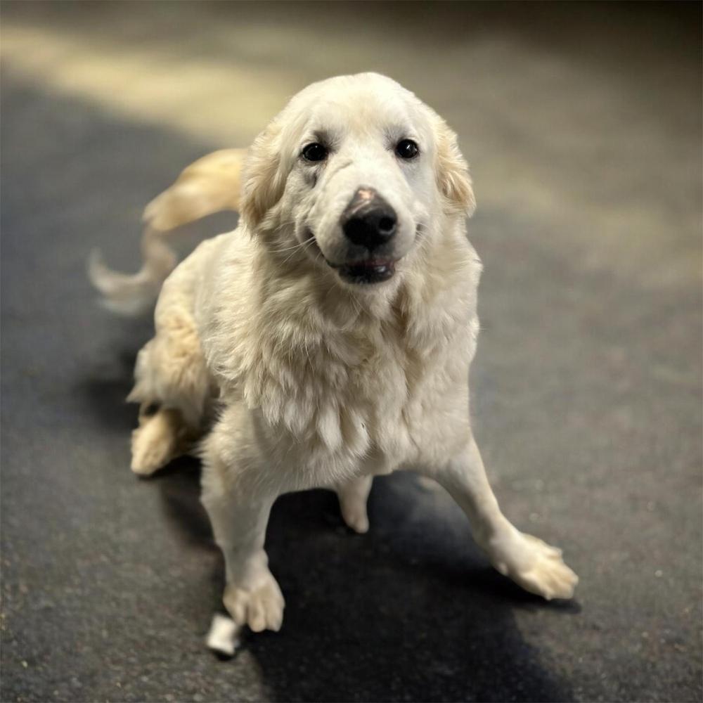 Halo, Adoptable, Adult Female Great Pyrenees.