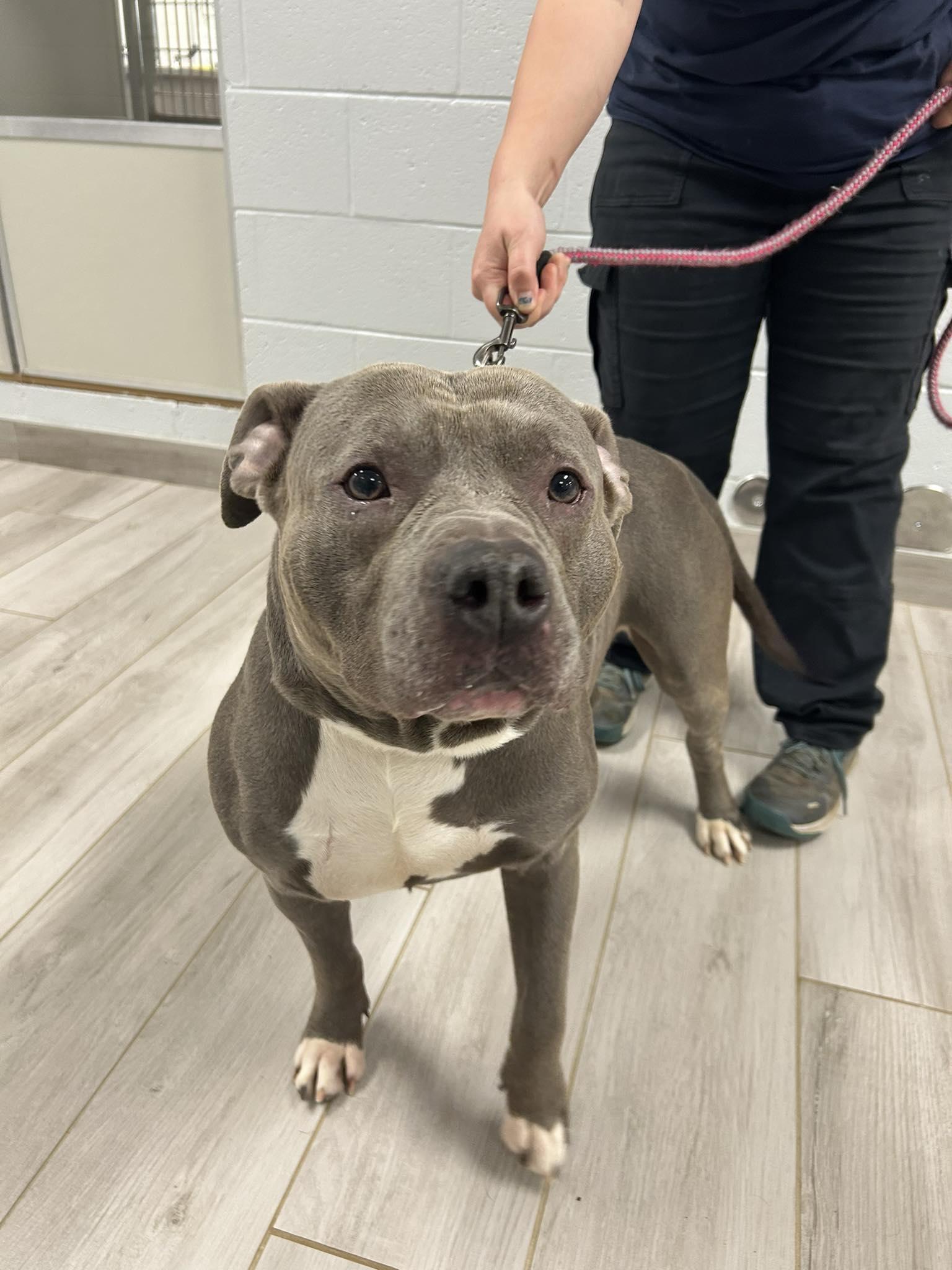 Pop-Eye, ADOPTABLE, Adult Male American Staffordshire Terrier.
