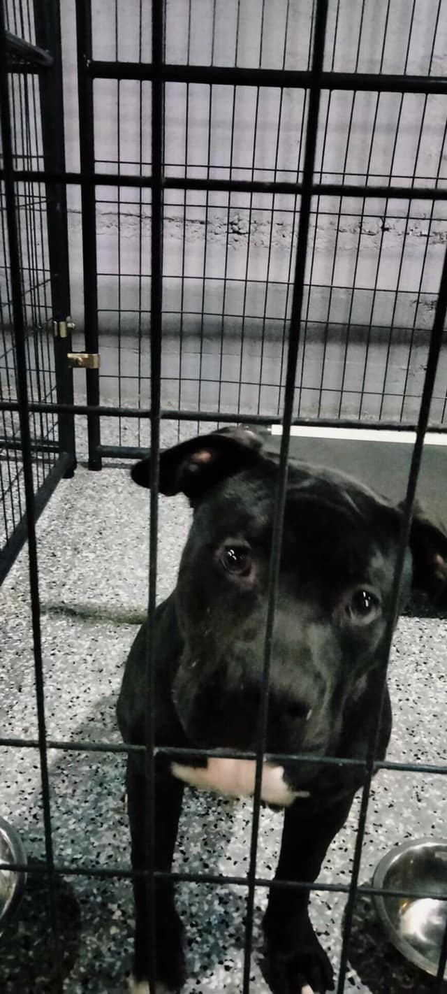 Dog for adoption Blackie, an American Bully in Clairton, PA Petfinder