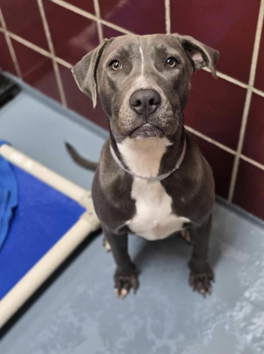 Luna, an adopted mixed breed in Fort Collins, CO image 2/6