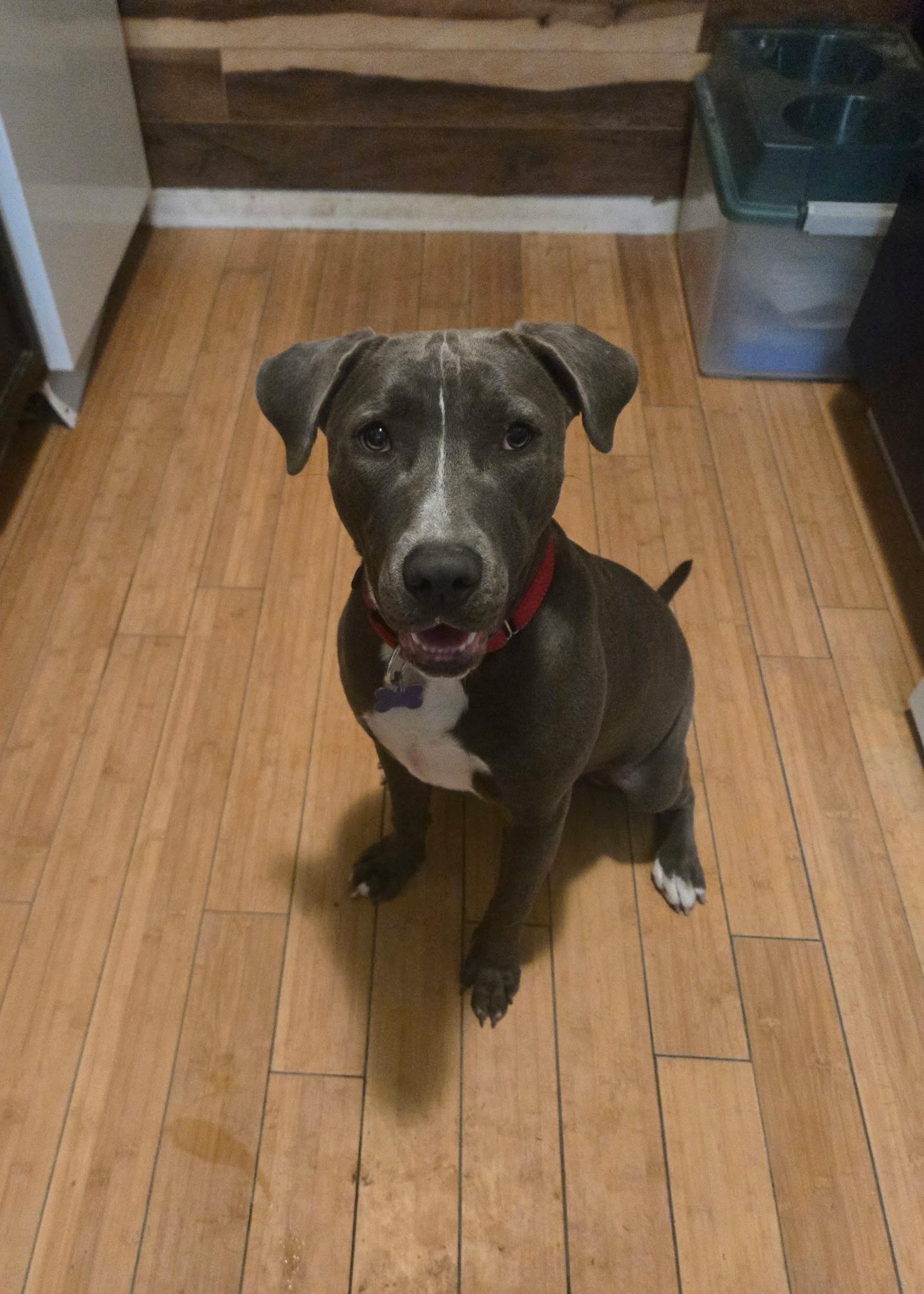 Luna, an adopted mixed breed in Fort Collins, CO image 6/6