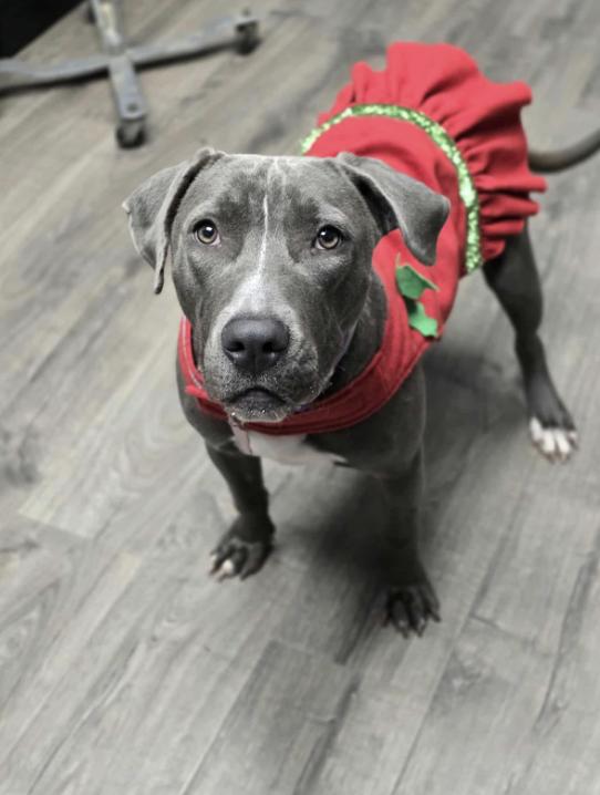 Luna, an adopted mixed breed in Fort Collins, CO image 3/6