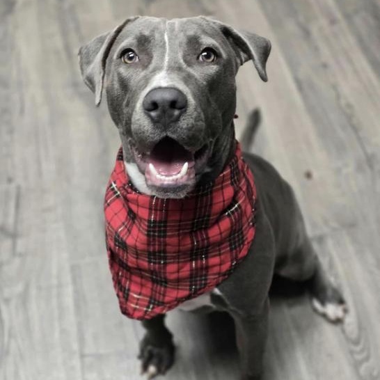 Luna, an adopted mixed breed in Fort Collins, CO image 1/6