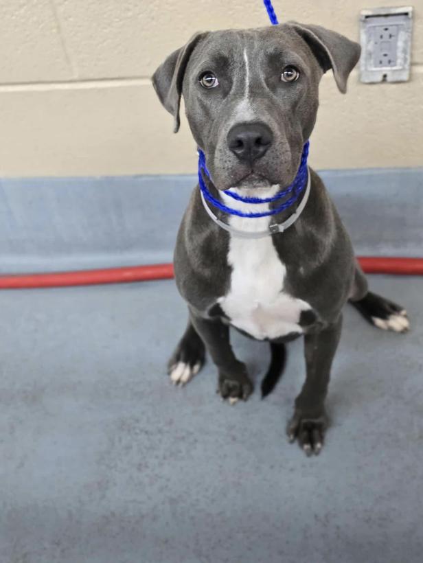 Luna, an adopted mixed breed in Fort Collins, CO image 4/6