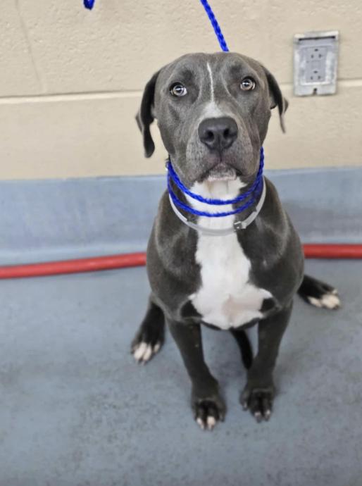 Luna, an adopted mixed breed in Fort Collins, CO image 5/6