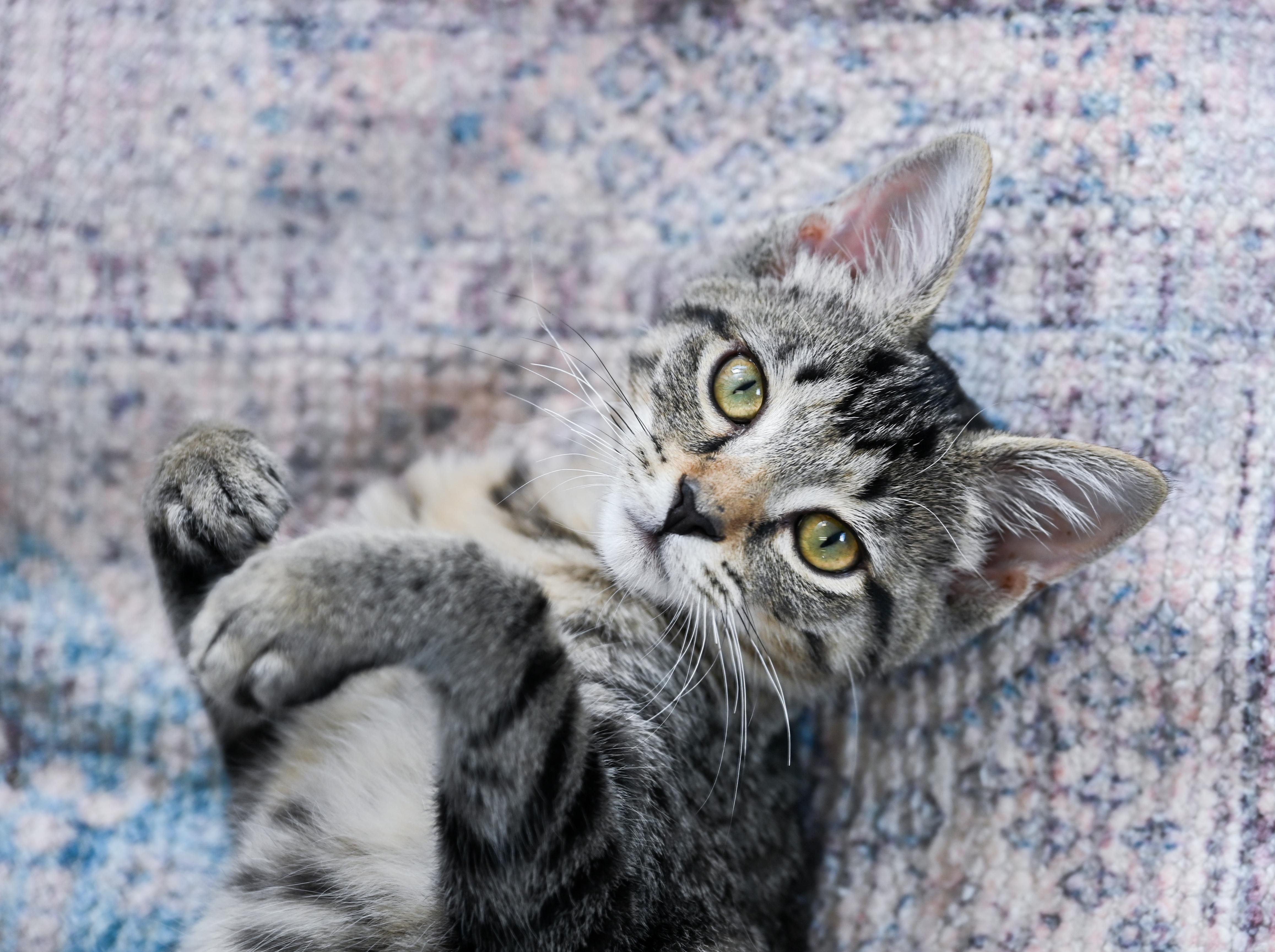 Phyllis, a ADOPTABLE mixed breed in Chattanooga, TN image 5/6