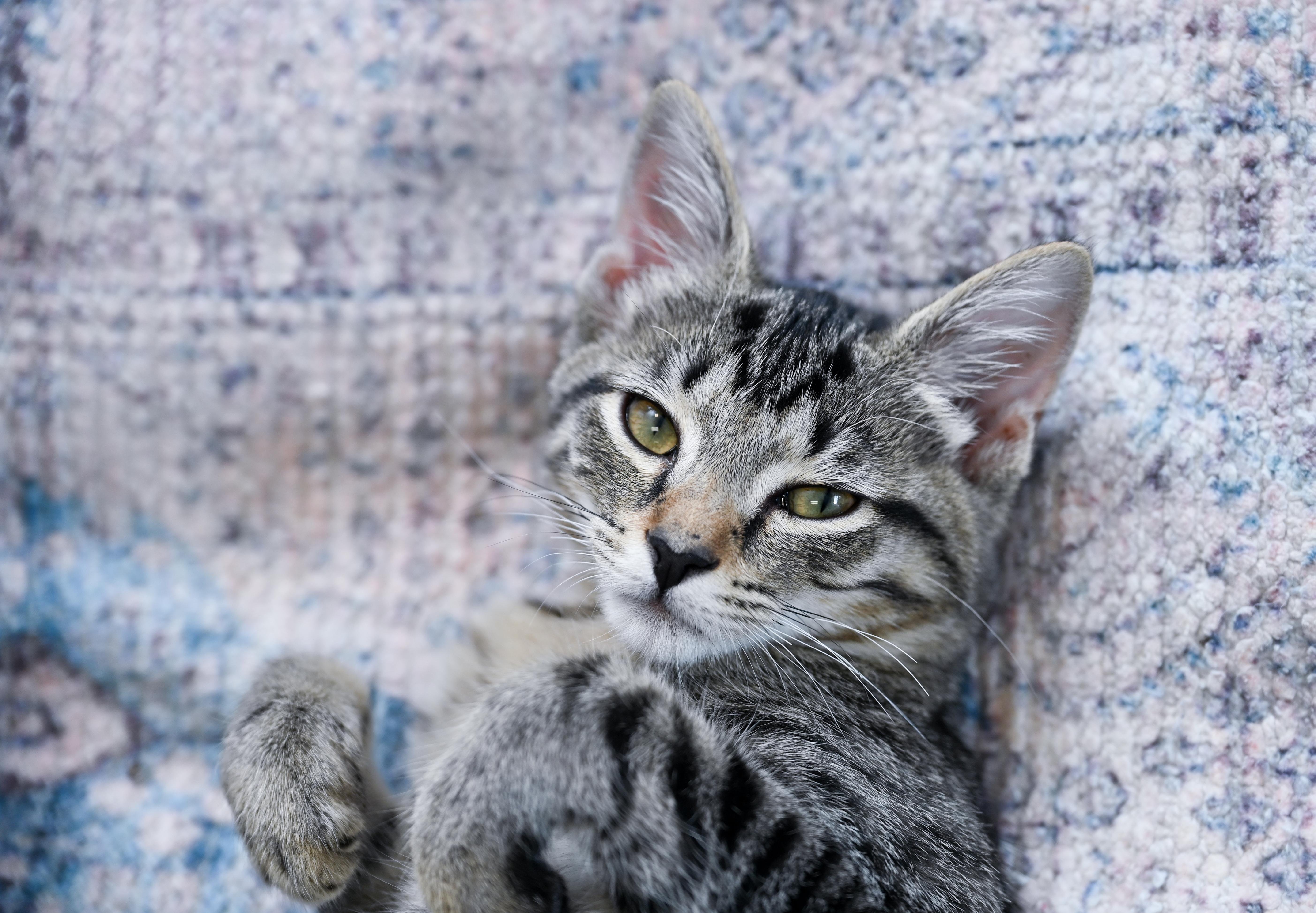 Phyllis, a ADOPTABLE mixed breed in Chattanooga, TN image 2/6