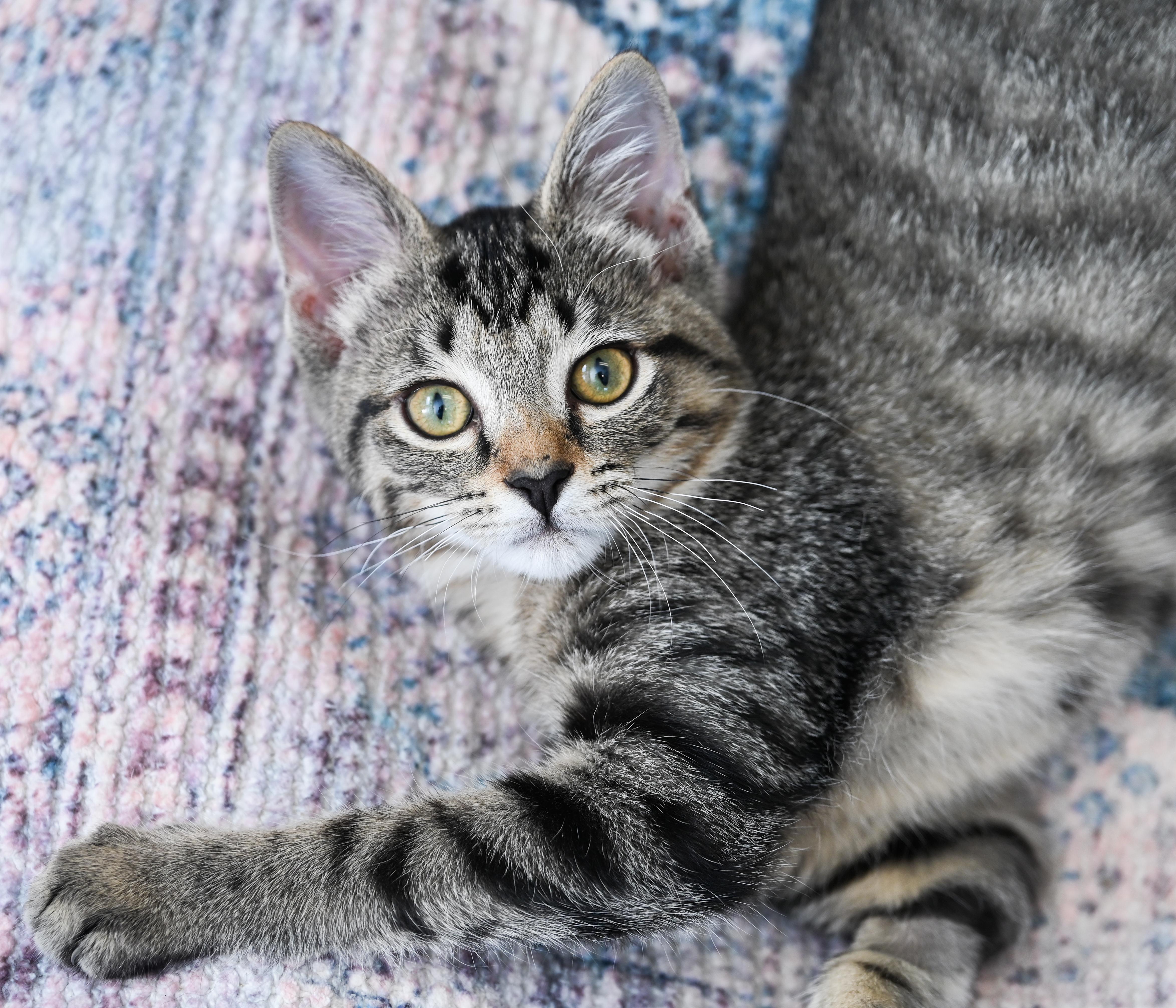 Phyllis, a ADOPTABLE mixed breed in Chattanooga, TN image 3/6