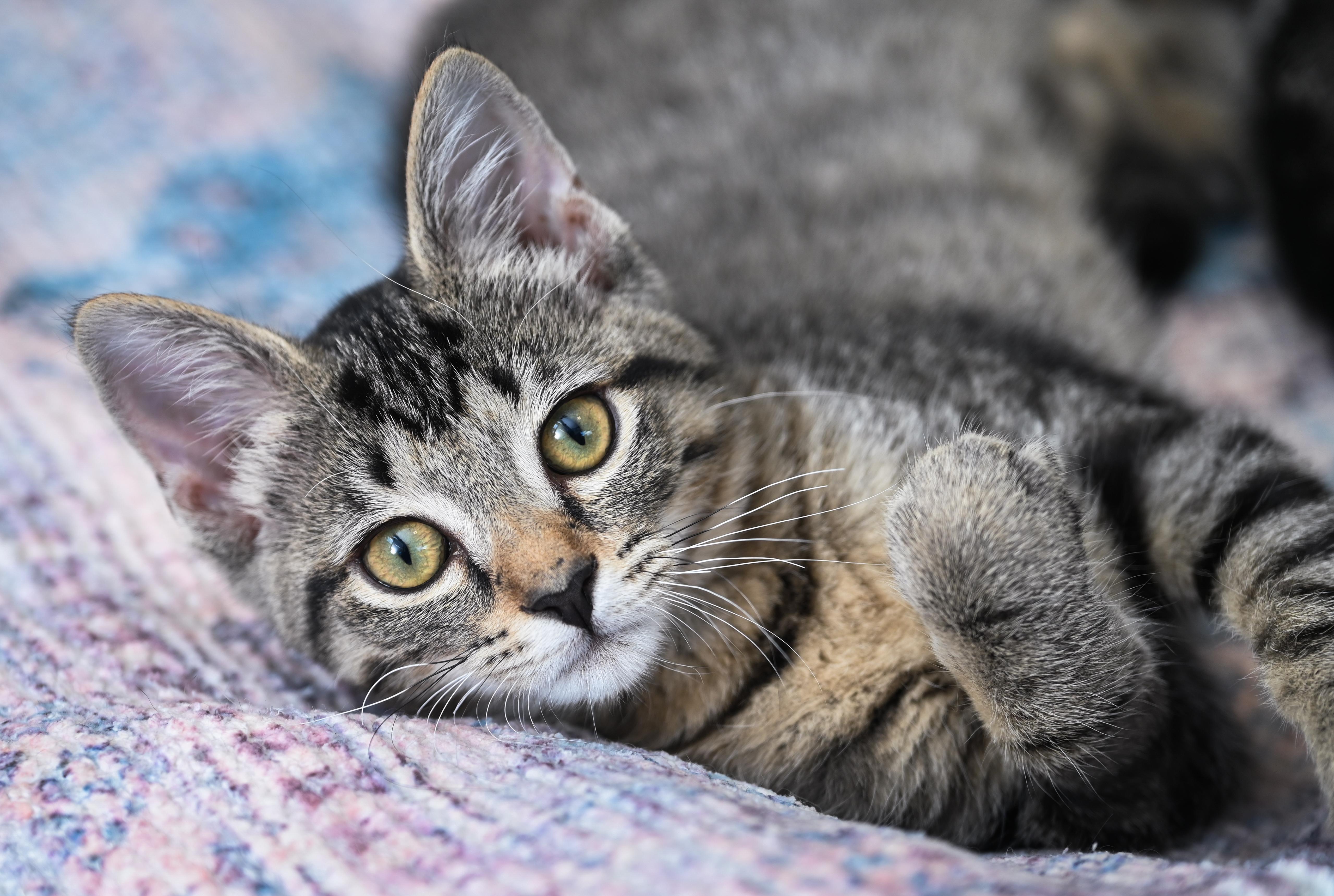 Phyllis, a ADOPTABLE mixed breed in Chattanooga, TN image 4/6