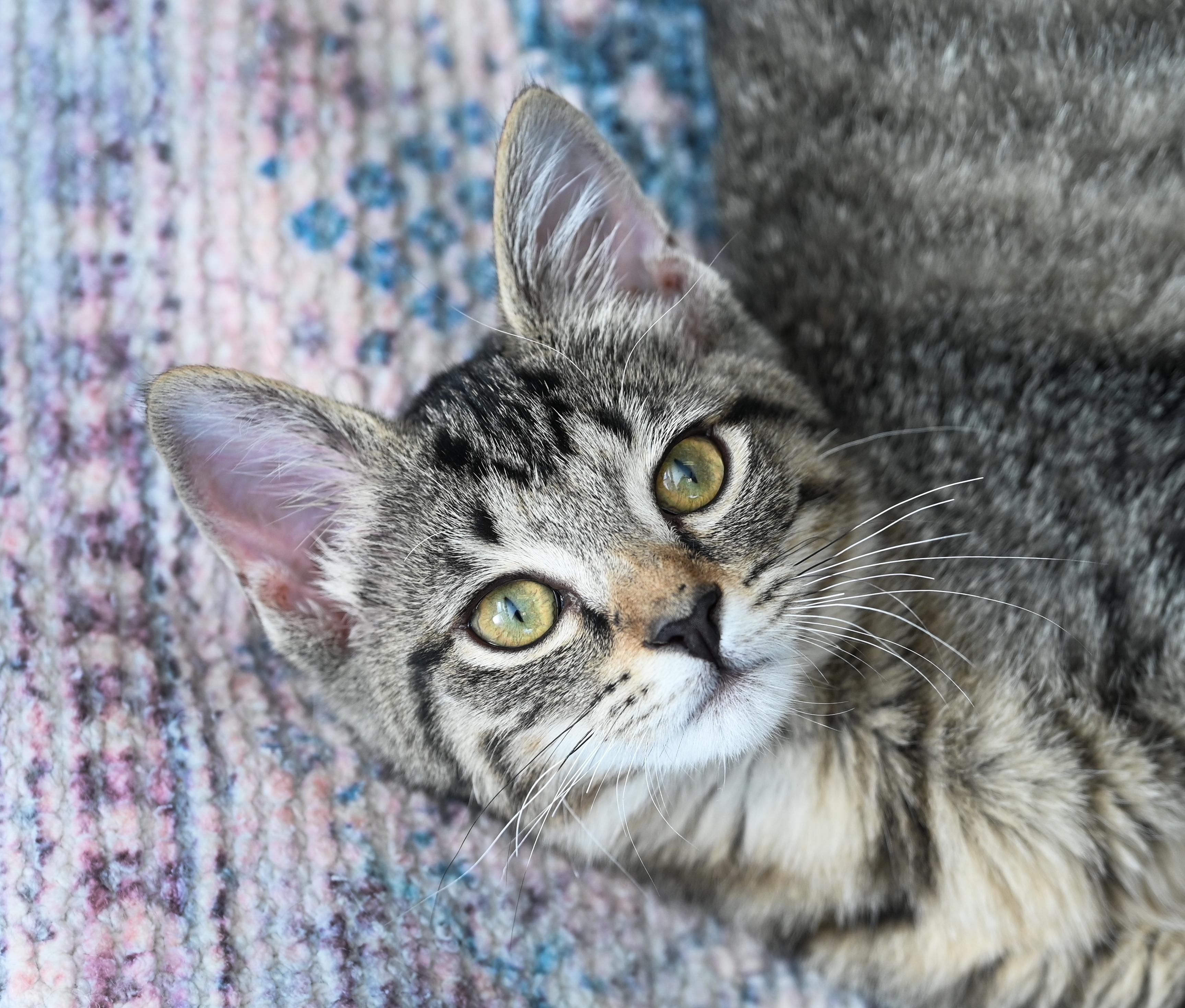 Phyllis, a ADOPTABLE mixed breed in Chattanooga, TN image 6/6