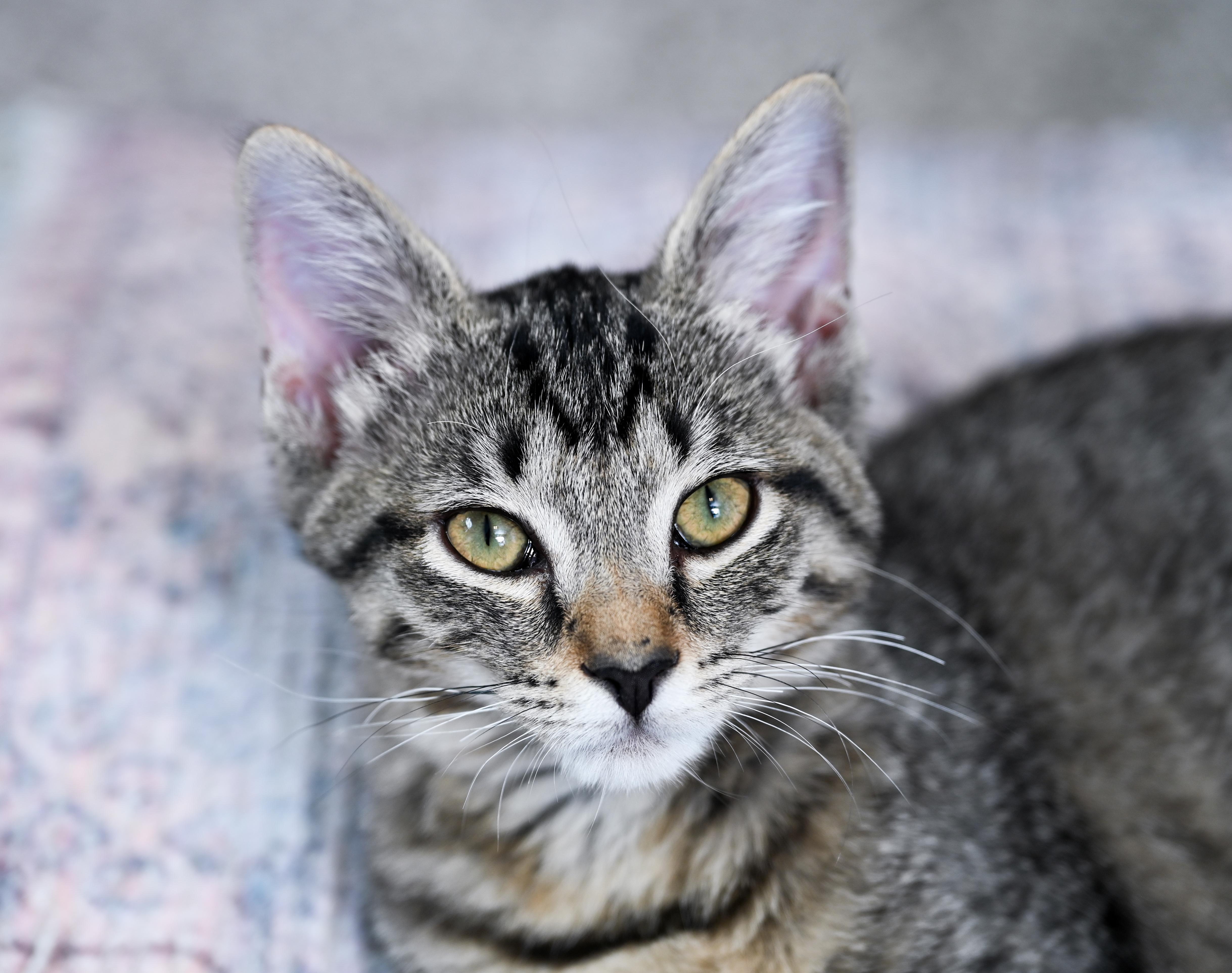 Phyllis, a ADOPTABLE mixed breed in Chattanooga, TN image 1/6