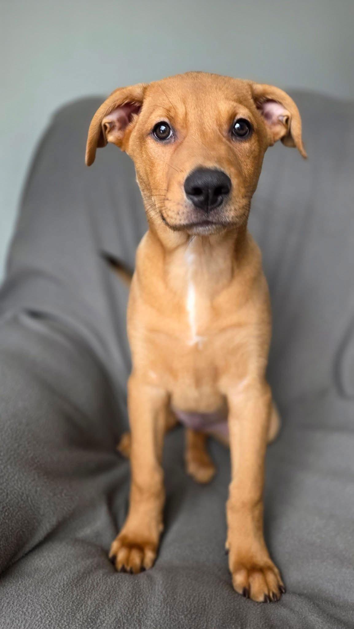 Chandler, Adoptable, Young Male Pit Bull Terrier.