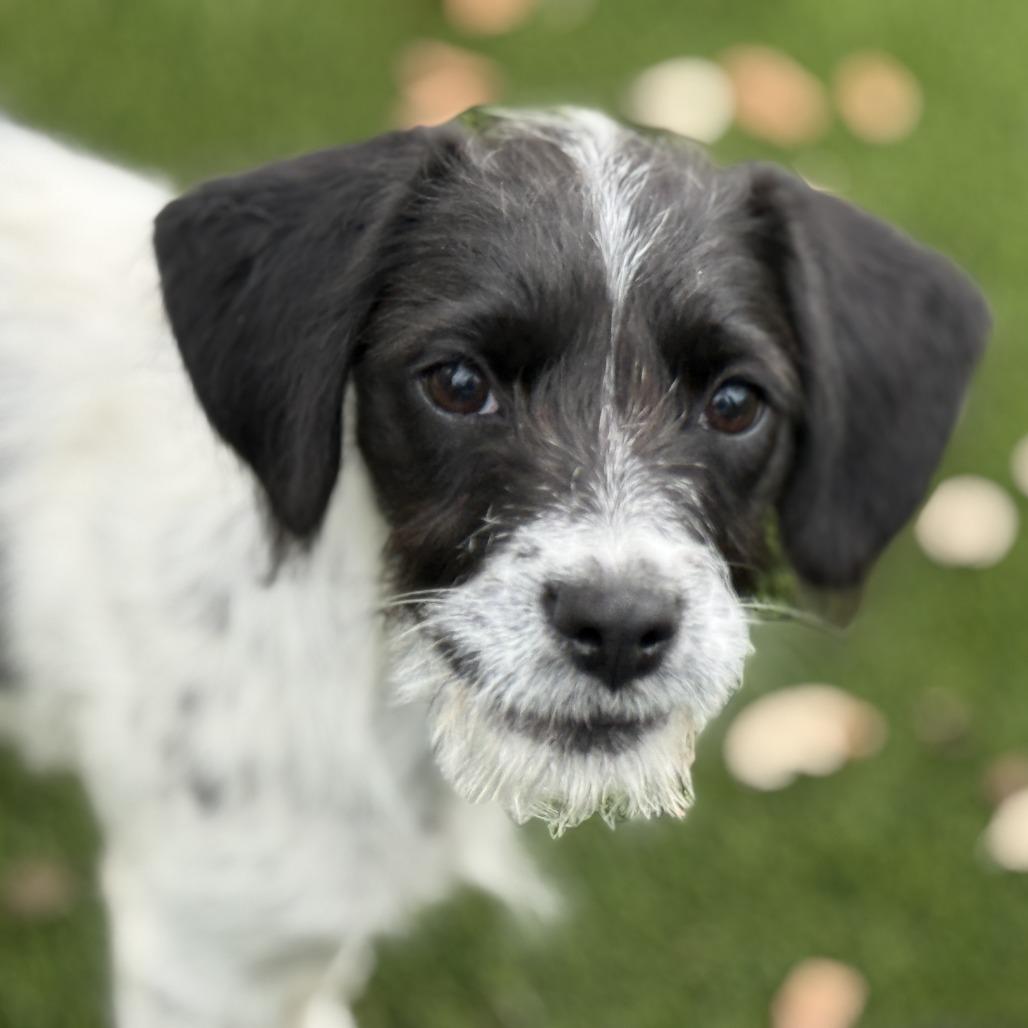 Enlarge Artemis - sweet little mix of cuteness, a Adoptable mixed breed in Austin, TX image 3/4